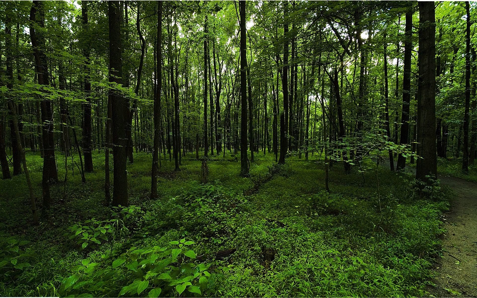 1920x1200  dark-green-forest-background-2