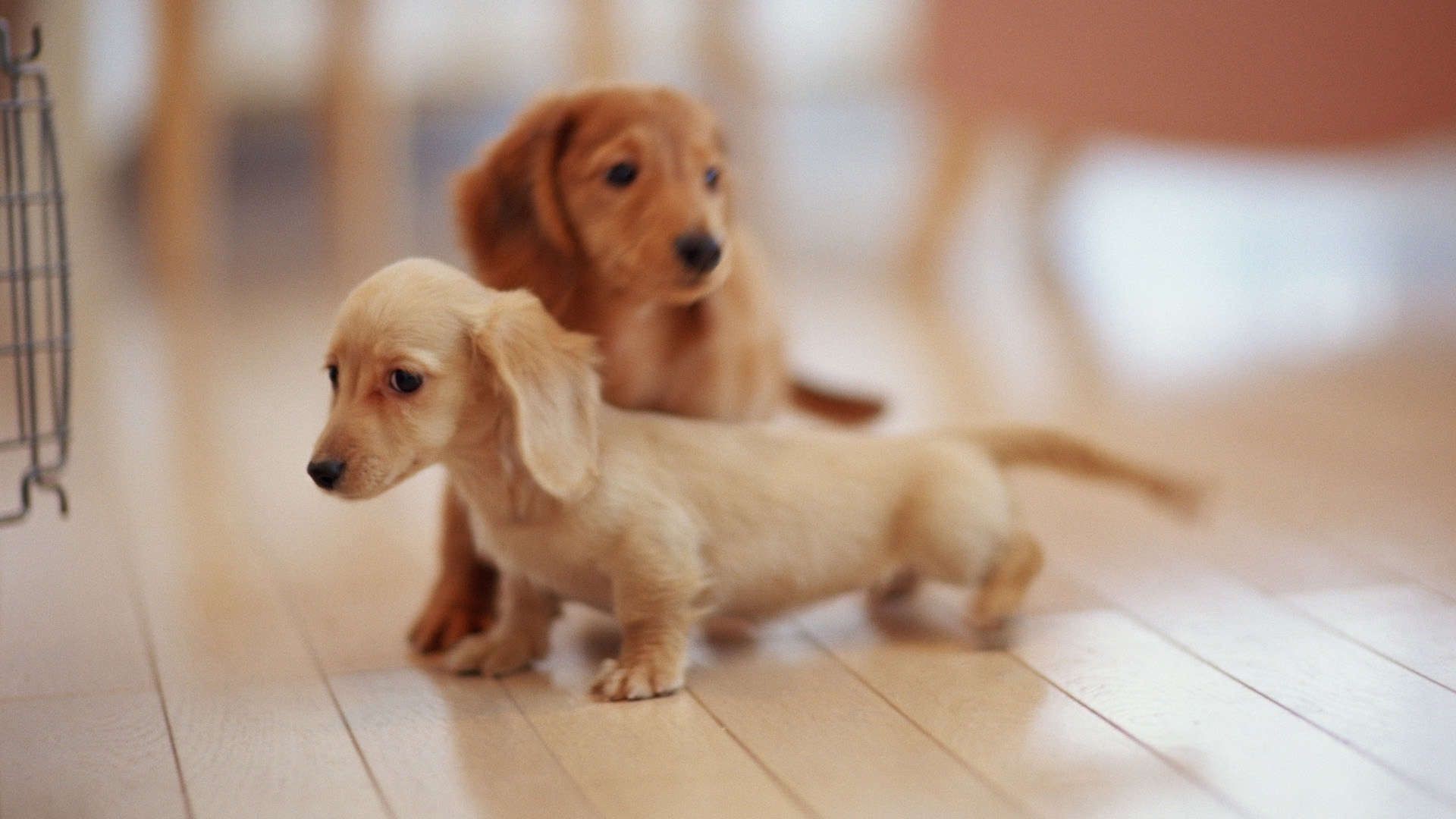 1920x1080 cute dachshund puppies wallpaper