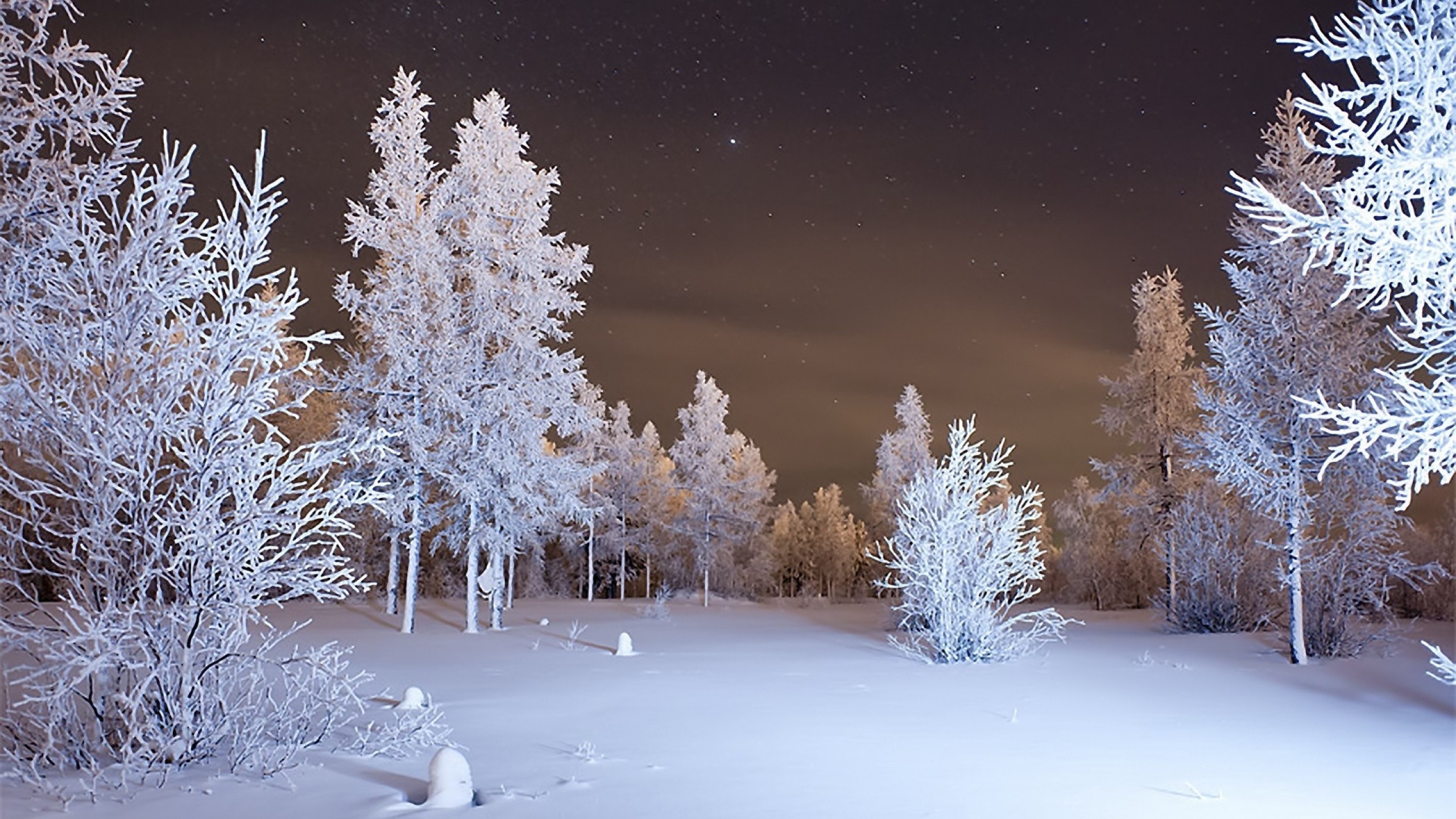 2560x1440  Wallpaper winter, forest, snow
