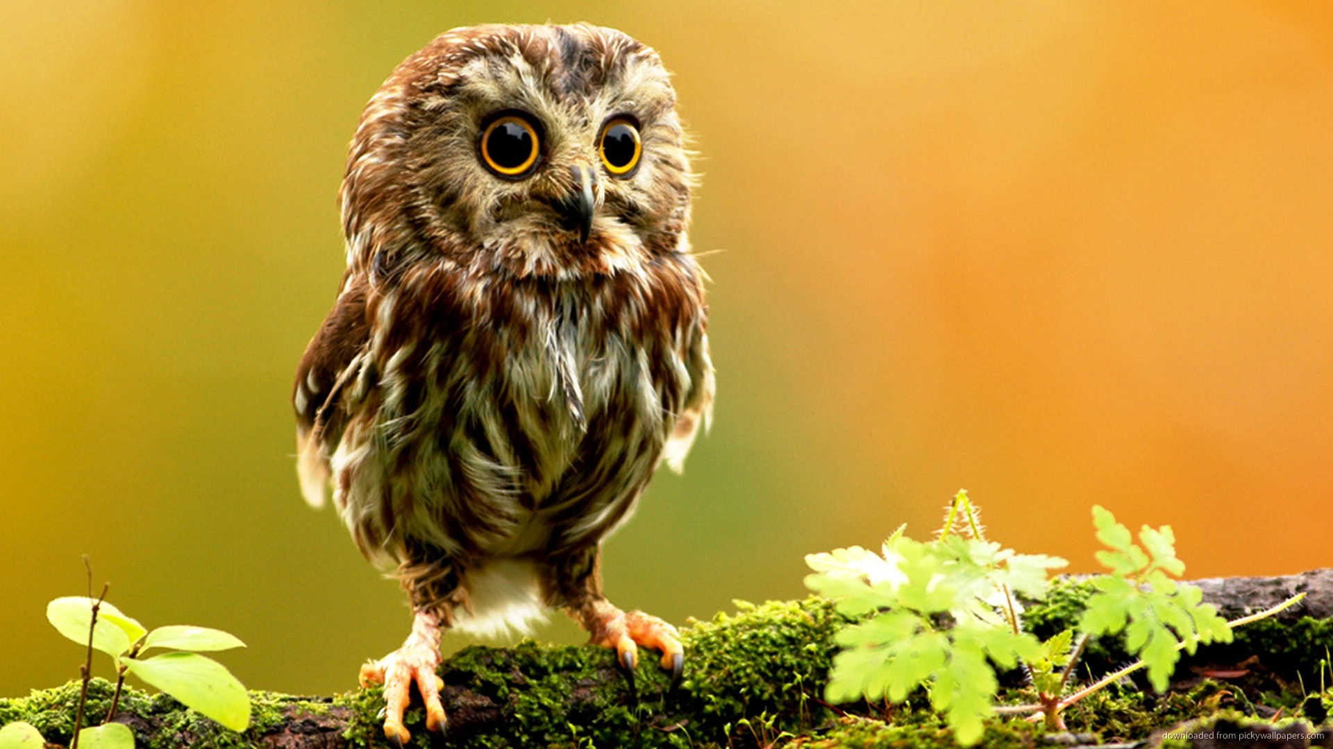 1920x1080 Cute Animal Wallpapers For Desktop Little Owl Creating Attractive Screen  Look With Cute