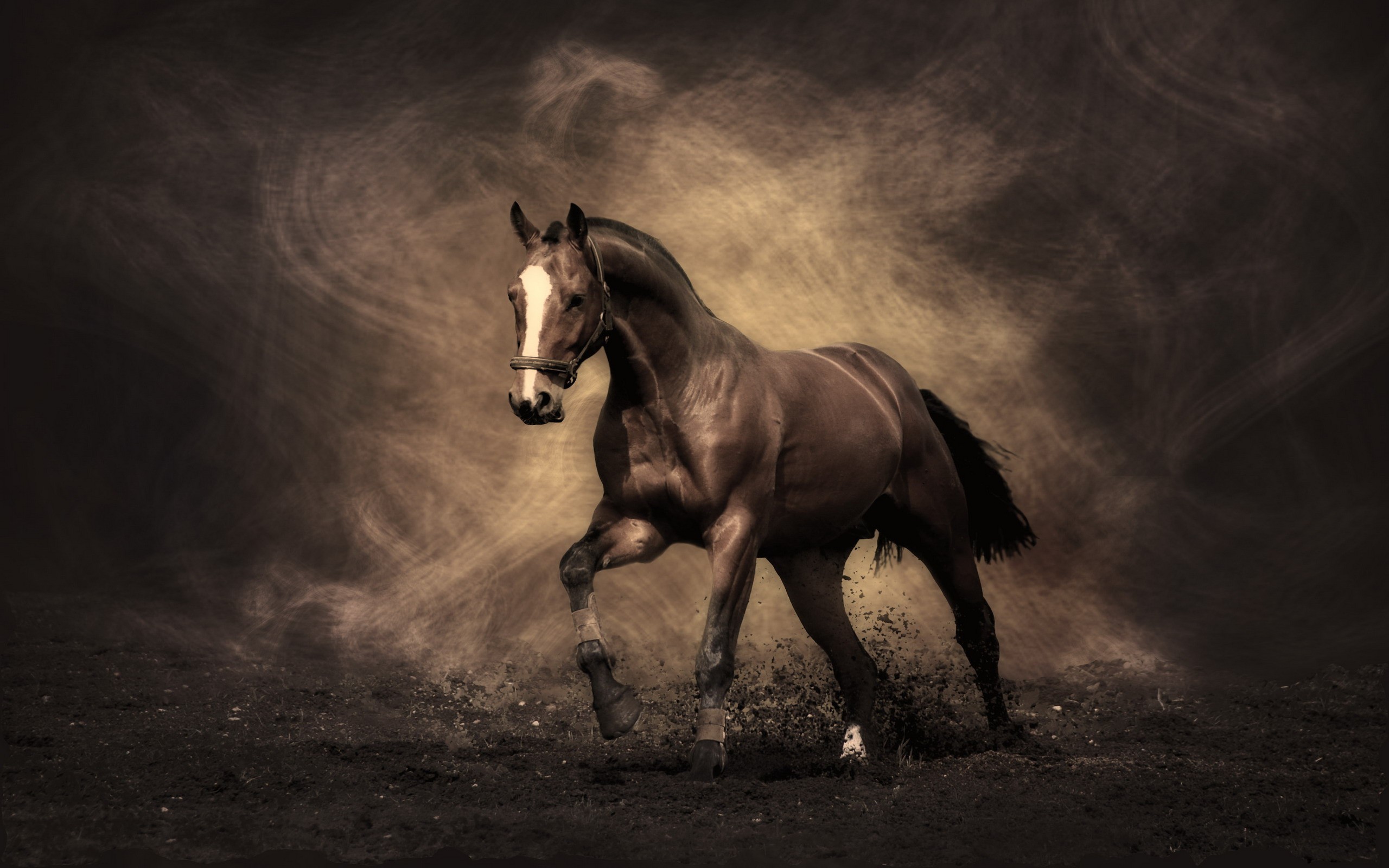 2560x1600 horse, stallion, Mustang | HD Wallpapers