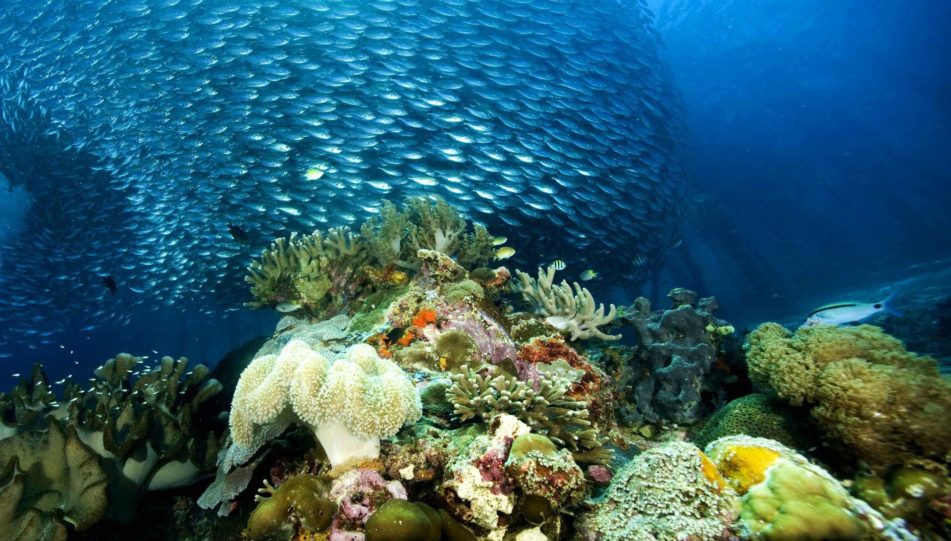 1920x1092 Underwater Ocean Sea Nature Coral Reef Tropical School Image .
