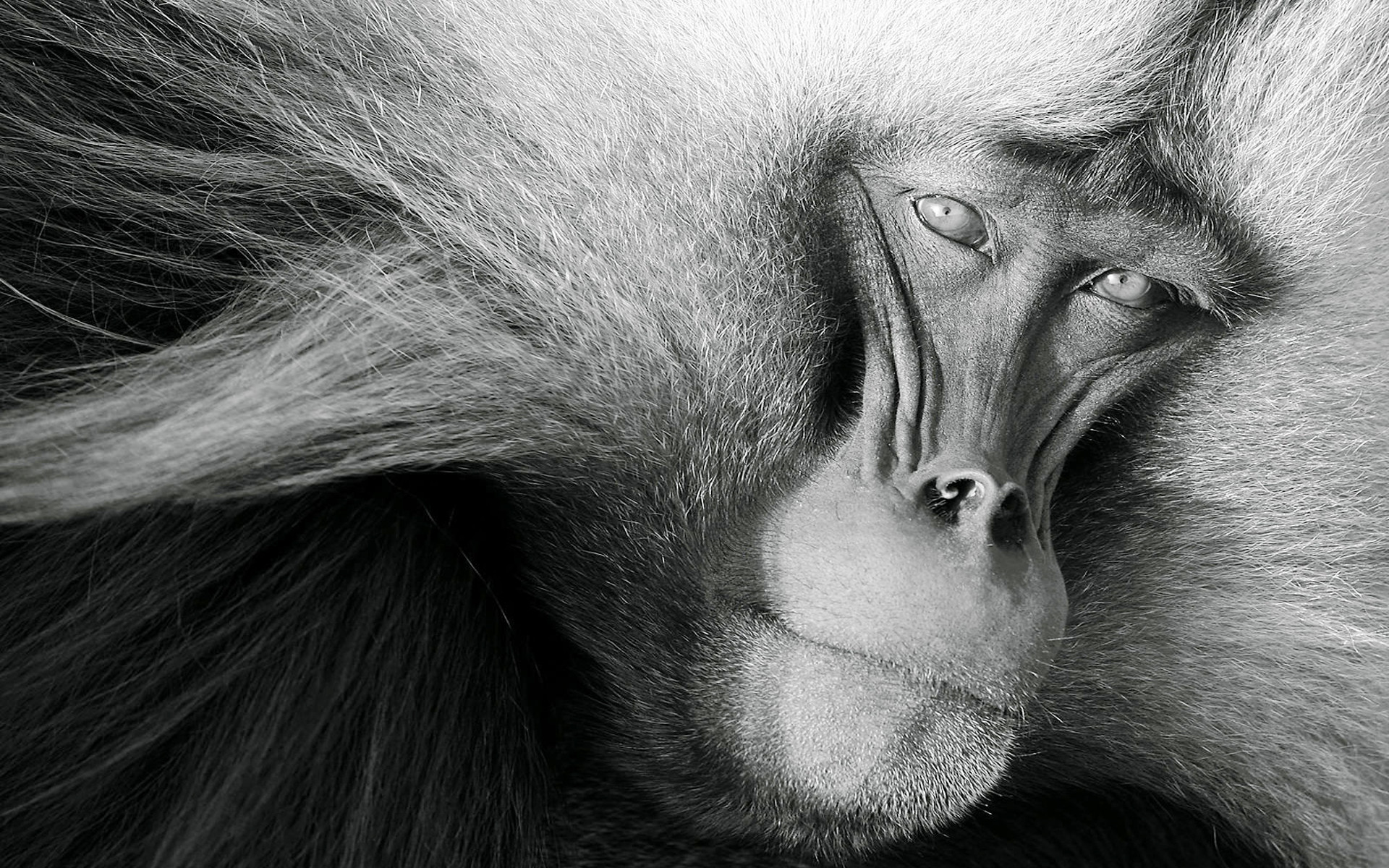1920x1200 Old-Monkey-Wallpapers