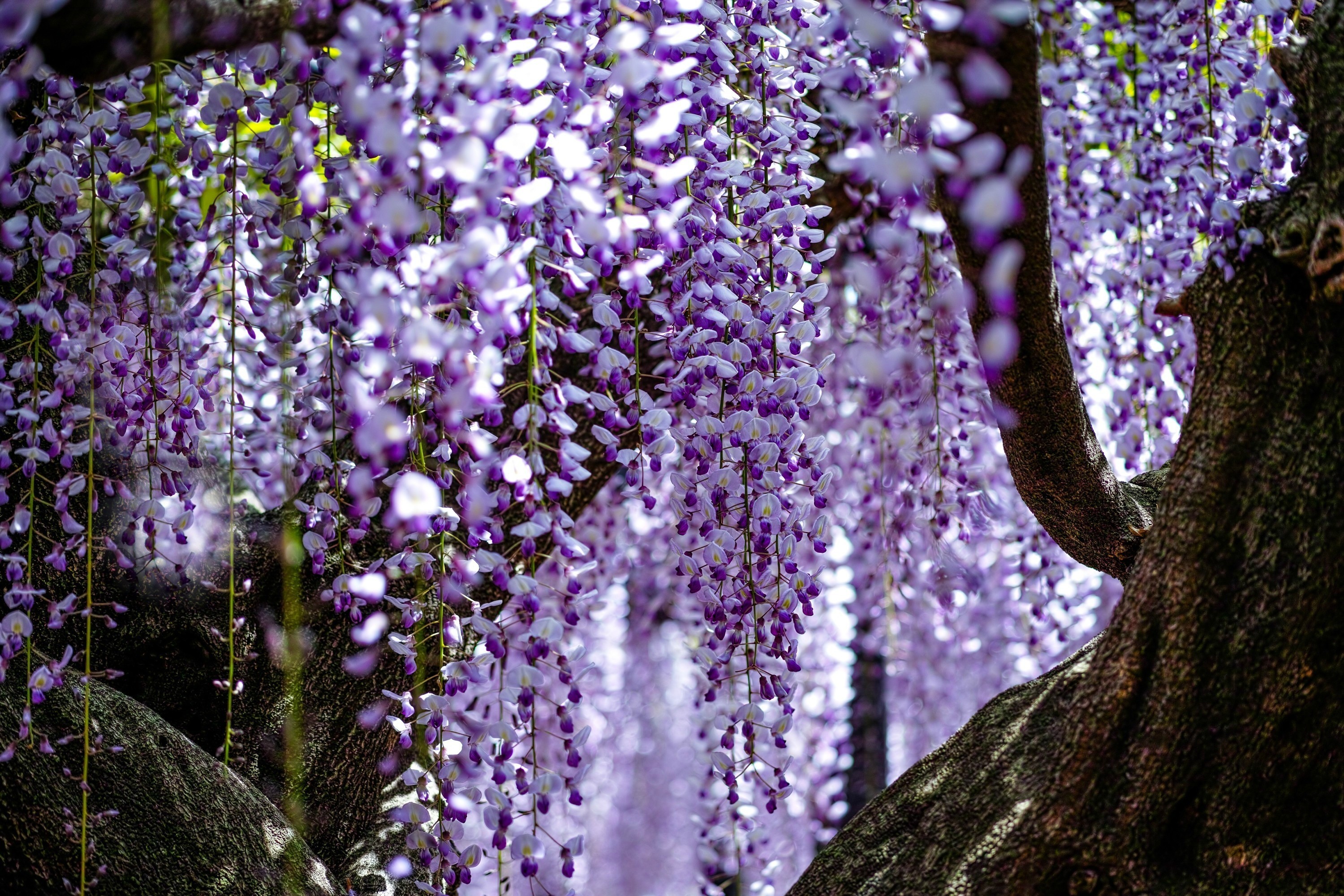 3000x2000 Wisteria Flowers Purple Branches Trees HDR Wallpaper