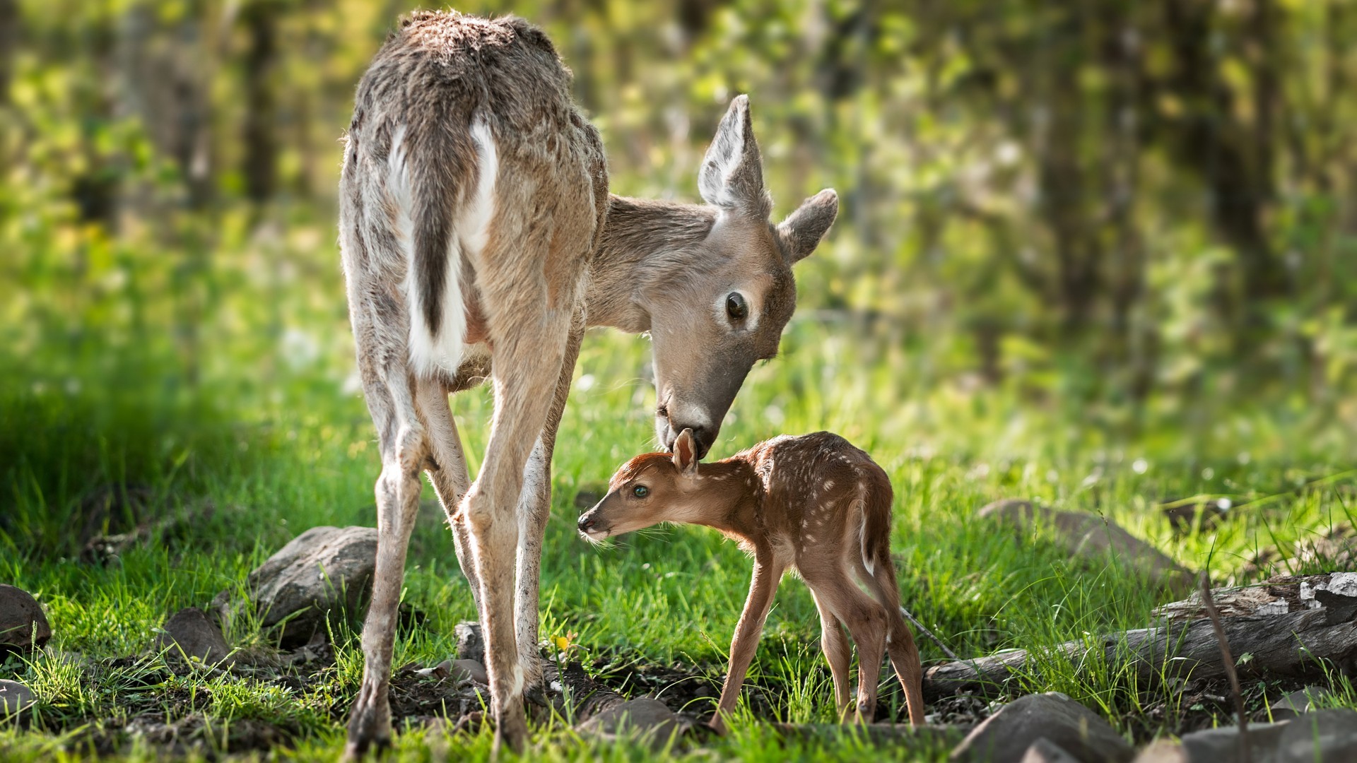 1920x1080 Mom and baby deer
