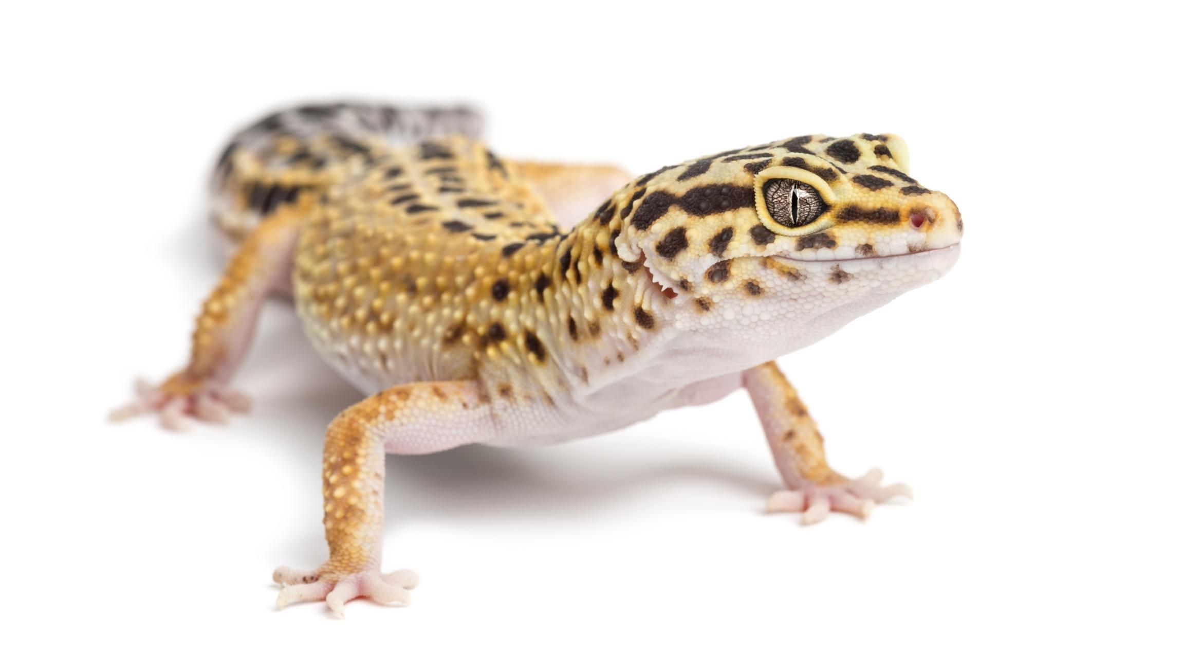 2302x1305 Your Guide to Keeping Leopard Geckos as Pets