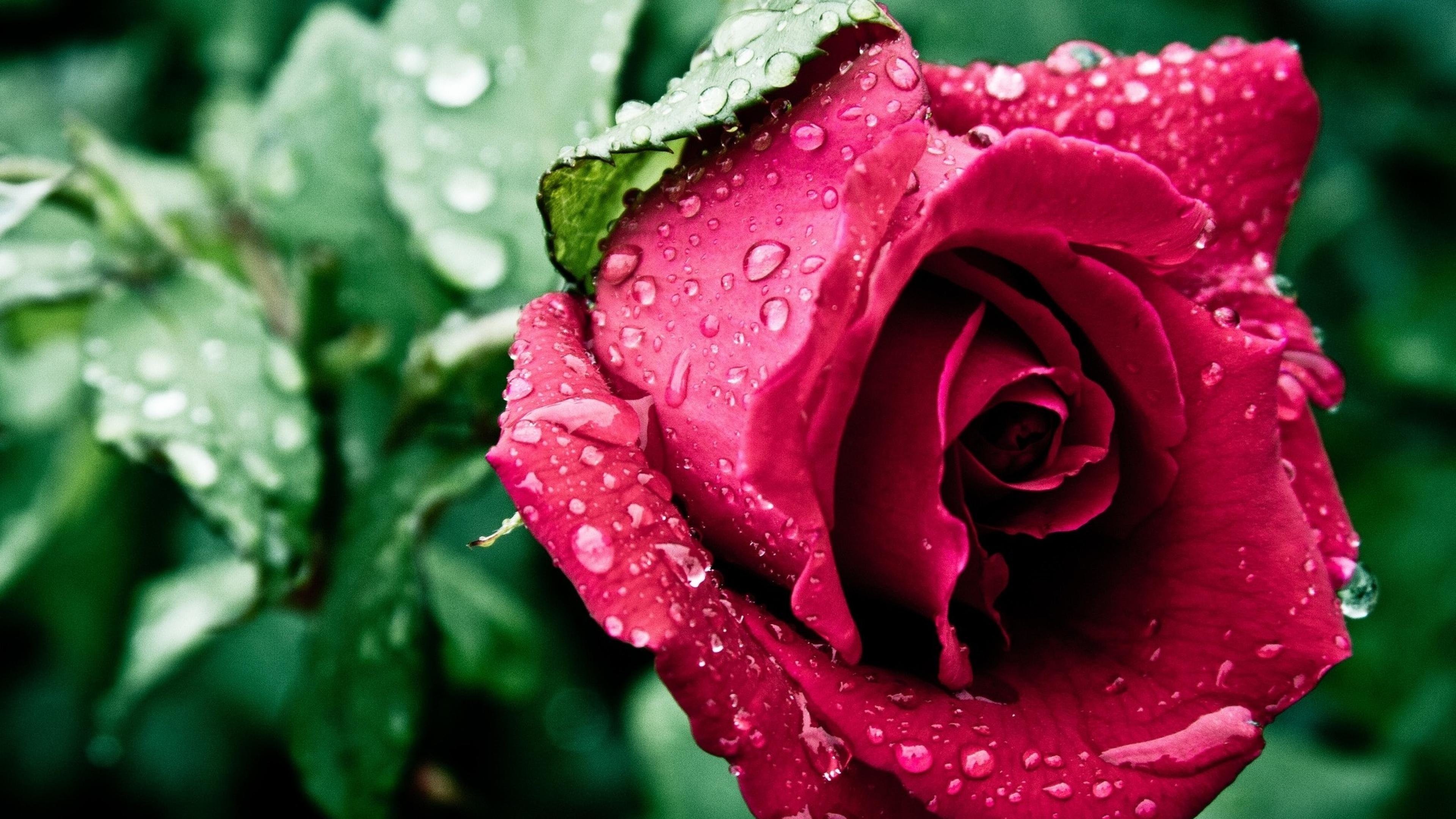 3840x2160 ... Nature wallpaper with wet red flower rose