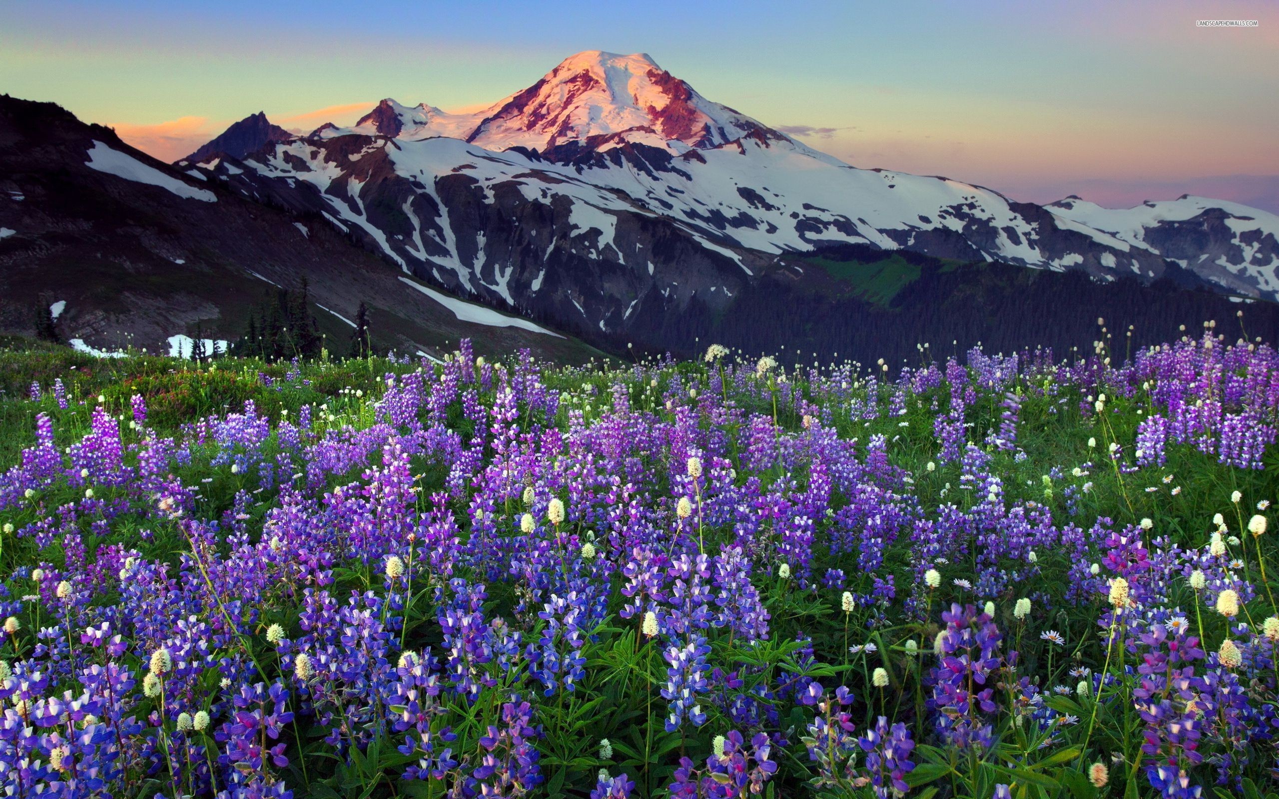 2560x1600 Beautiful spring flowers in the mountains Wallpaper