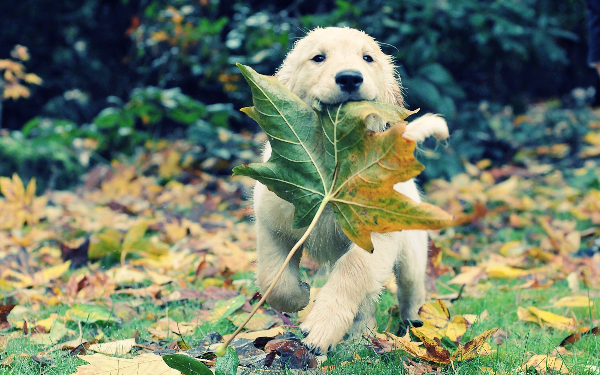 1920x1200 Adventure Animals Autumn Dogs Fallen Leaves Golden Retriever Grass Puppies