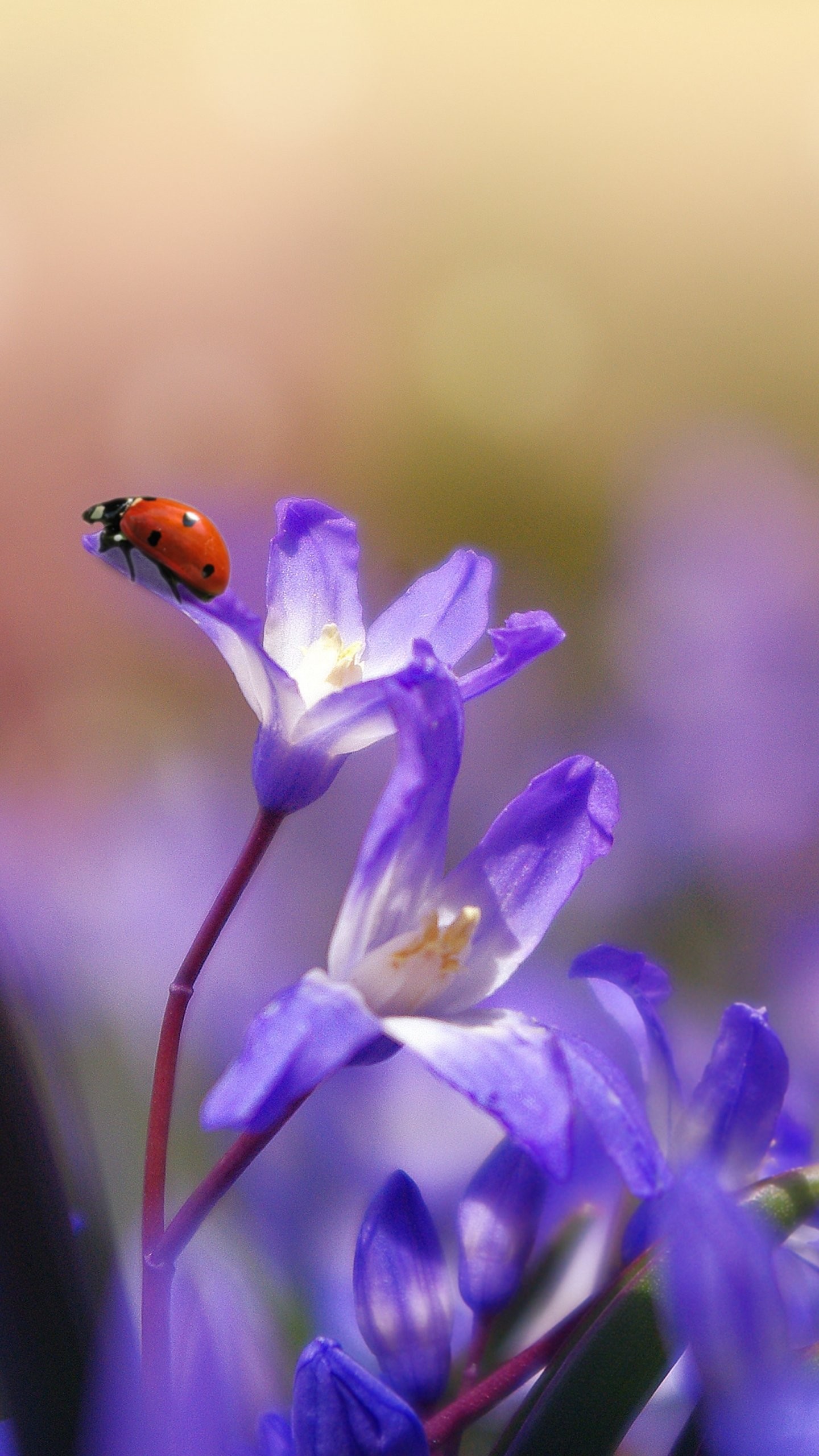 1440x2560 Ladybug on Purple Flower