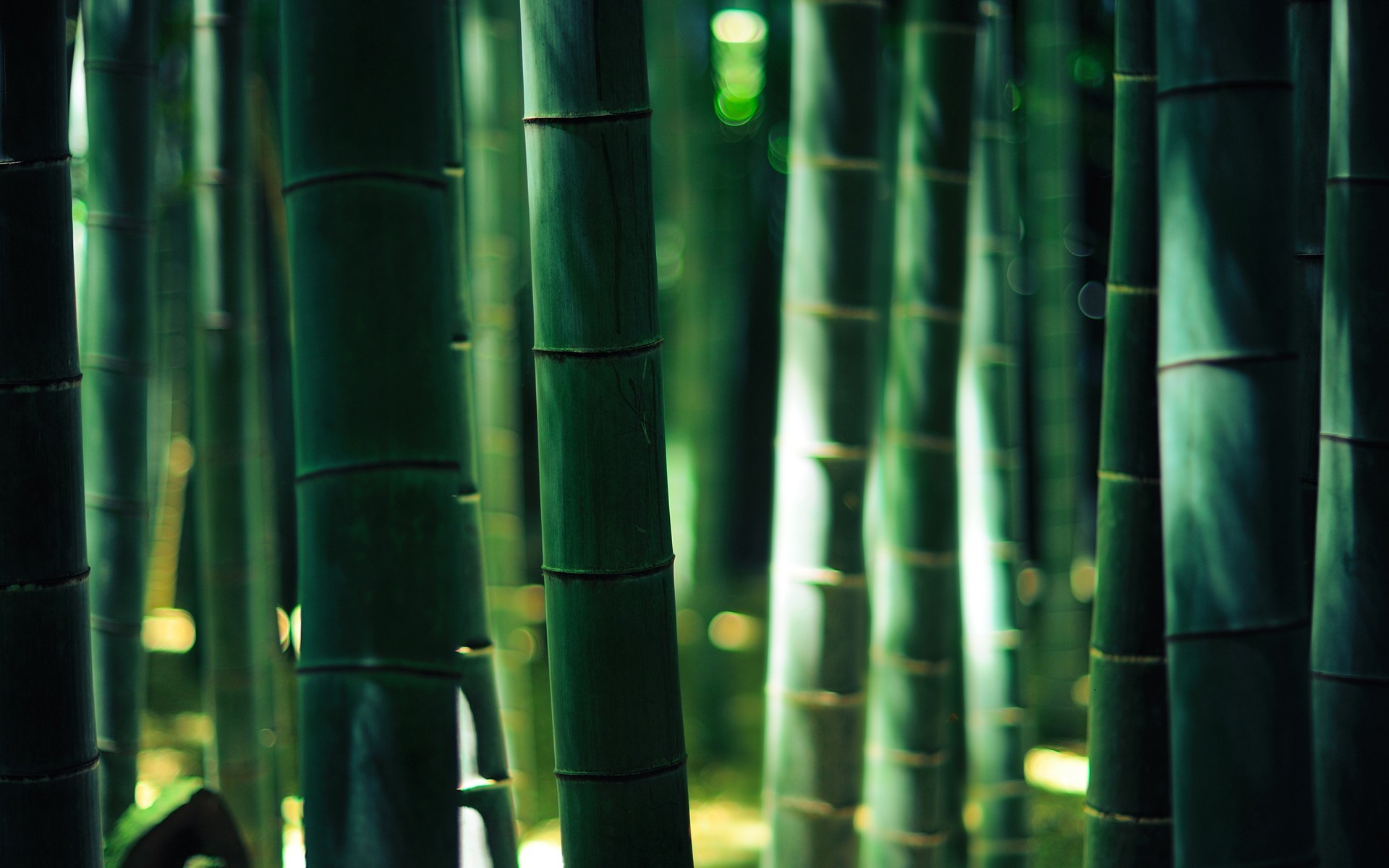 1920x1200 bamboo, Wood, Bokeh, Forest, Gold, Lights Wallpaper HD