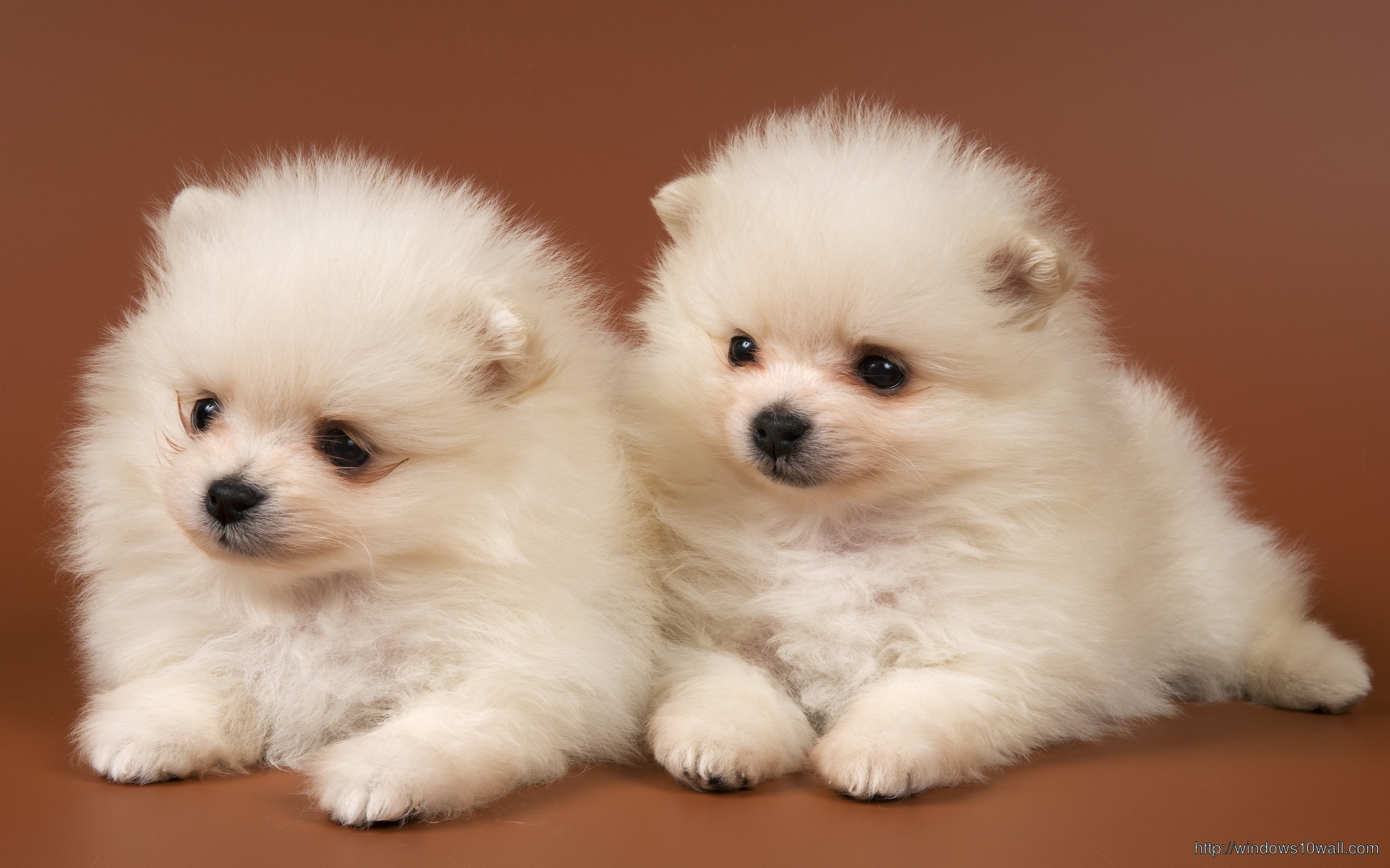 2560x1600 Cute Baby Dogs Wallpaper