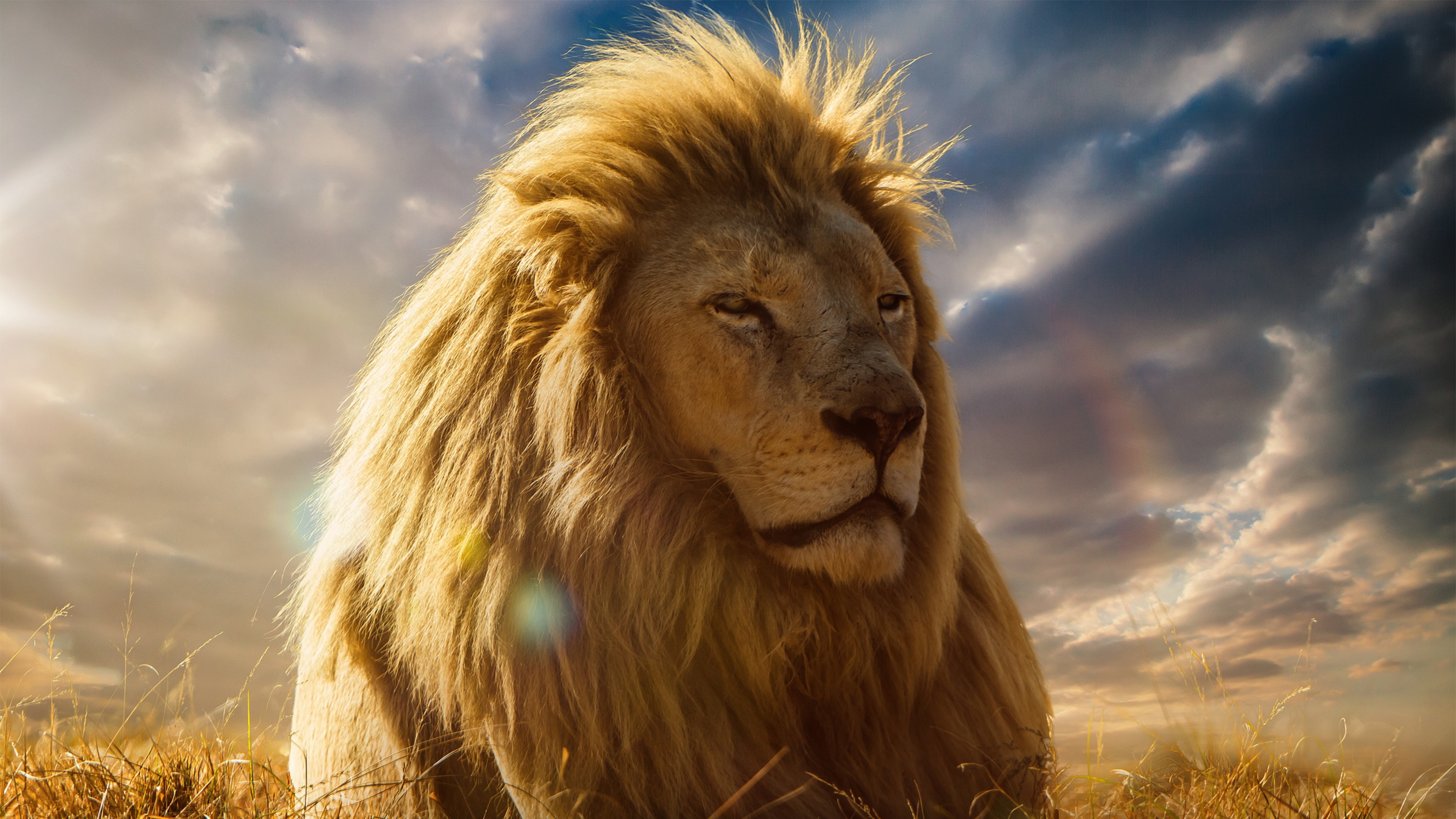 3840x2160 Preview wallpaper lion, king of beasts, mane, savannah 