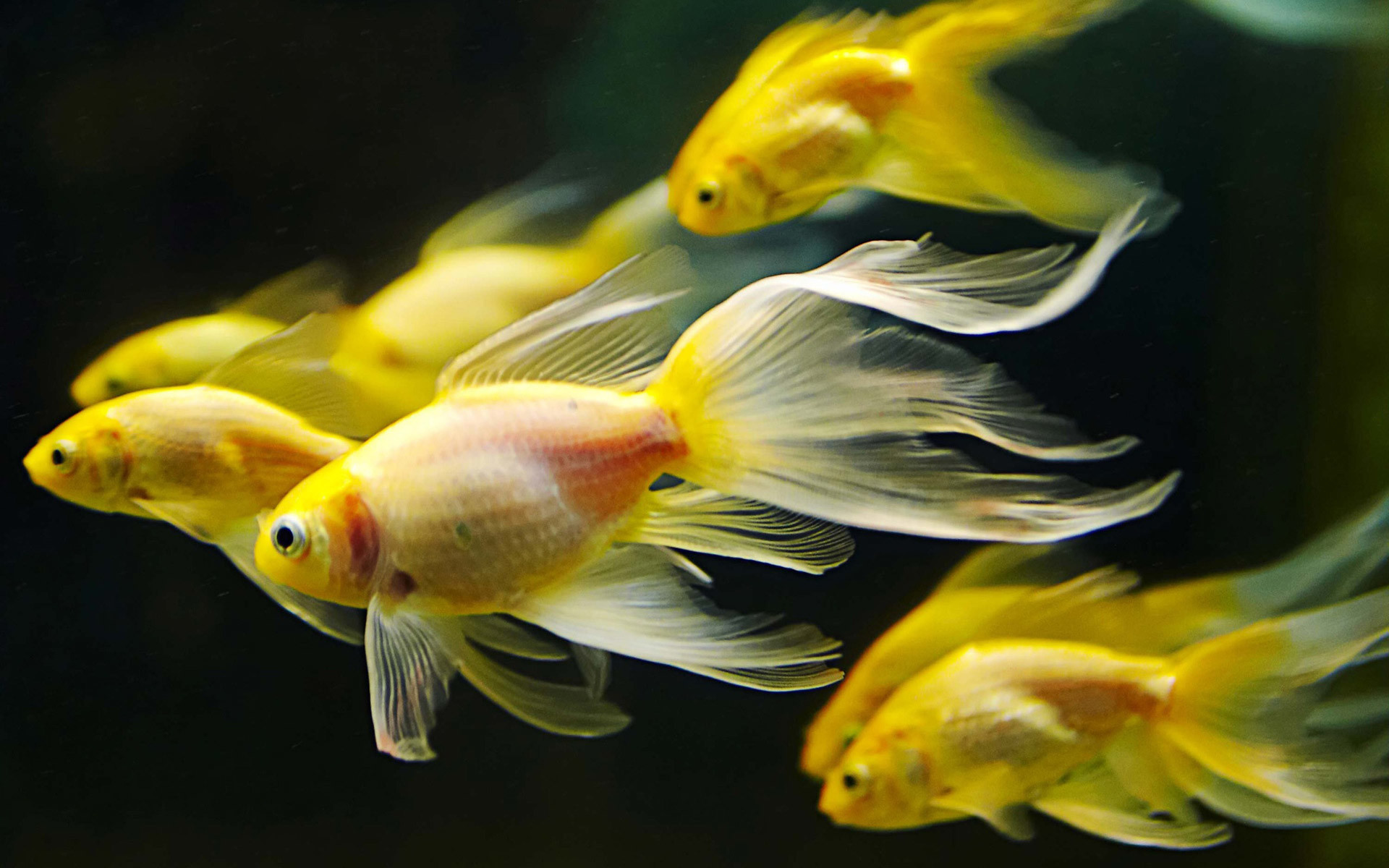 1920x1200 wallpaper.wiki-Macro-Small-Yellow-Fish-in-Aquarium-