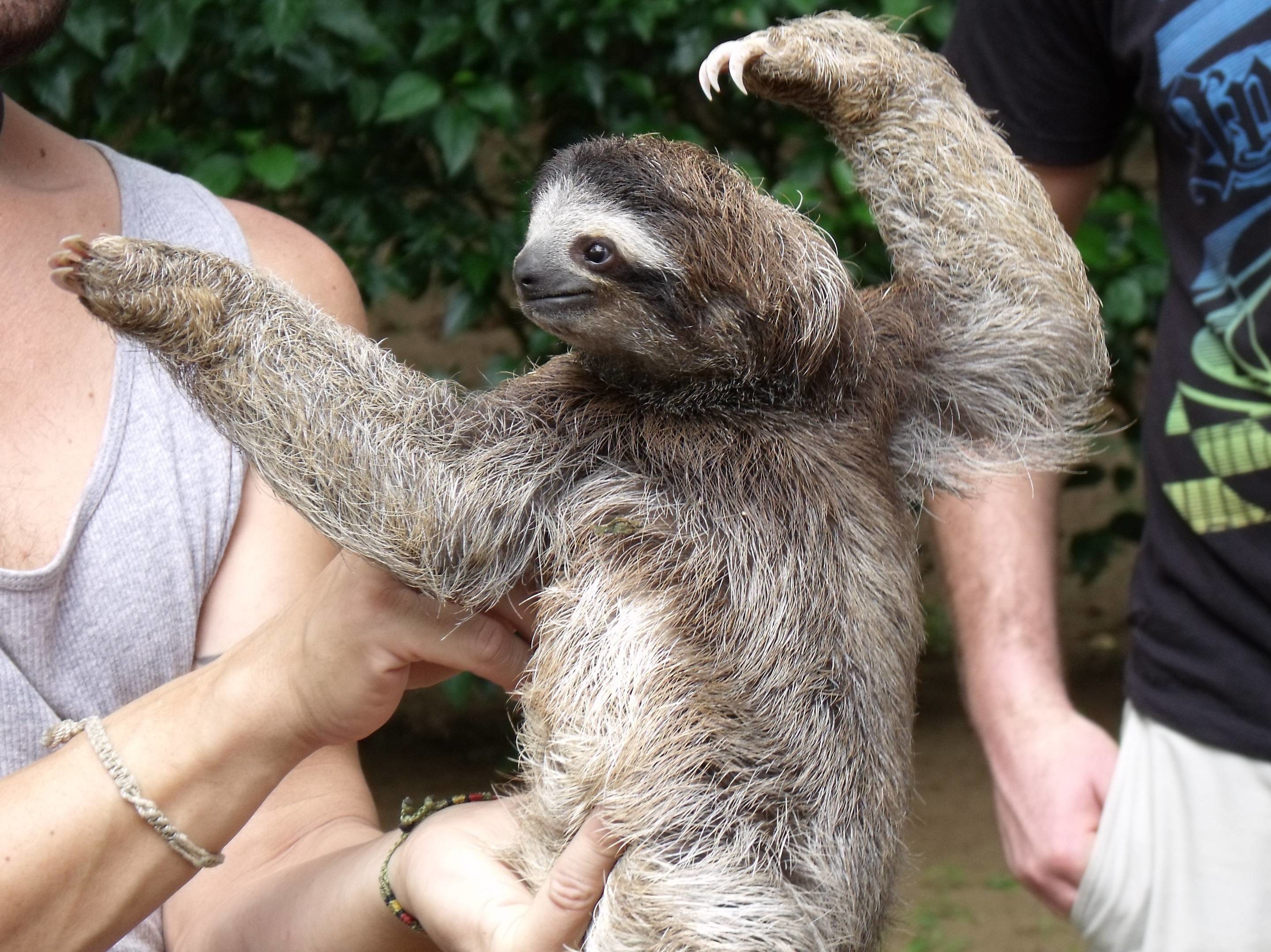 2877x2155 6+ Different Types of Sloths in the Rainforest with Pictures and Facts