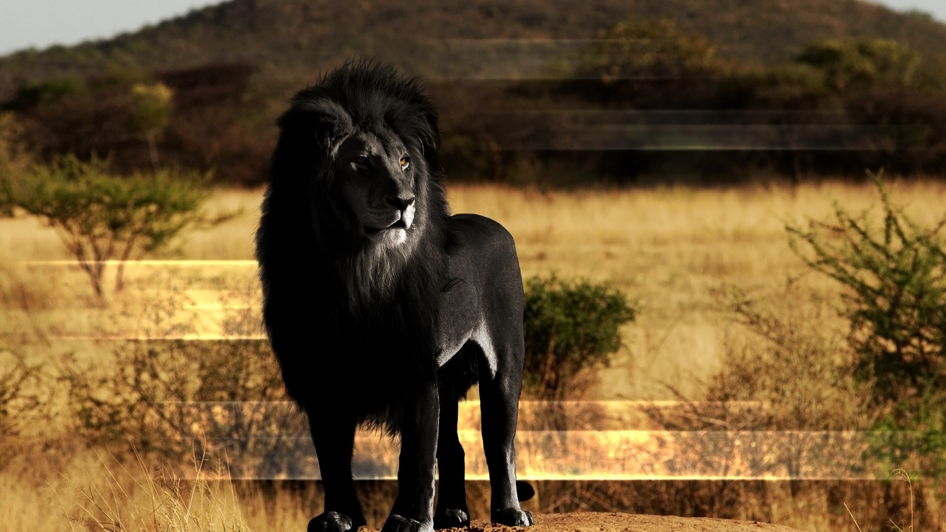1920x1080 Preview wallpaper lion, black lion, mane, rock 