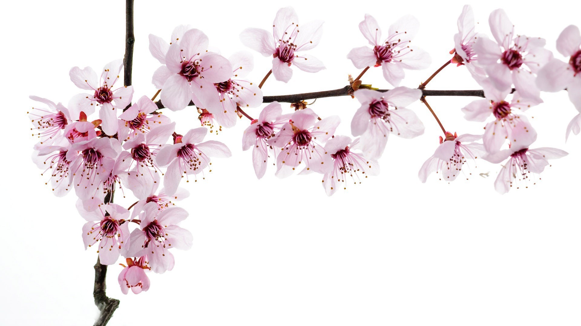 1920x1080 pin Sakura Blossom clipart powerpoint background #4