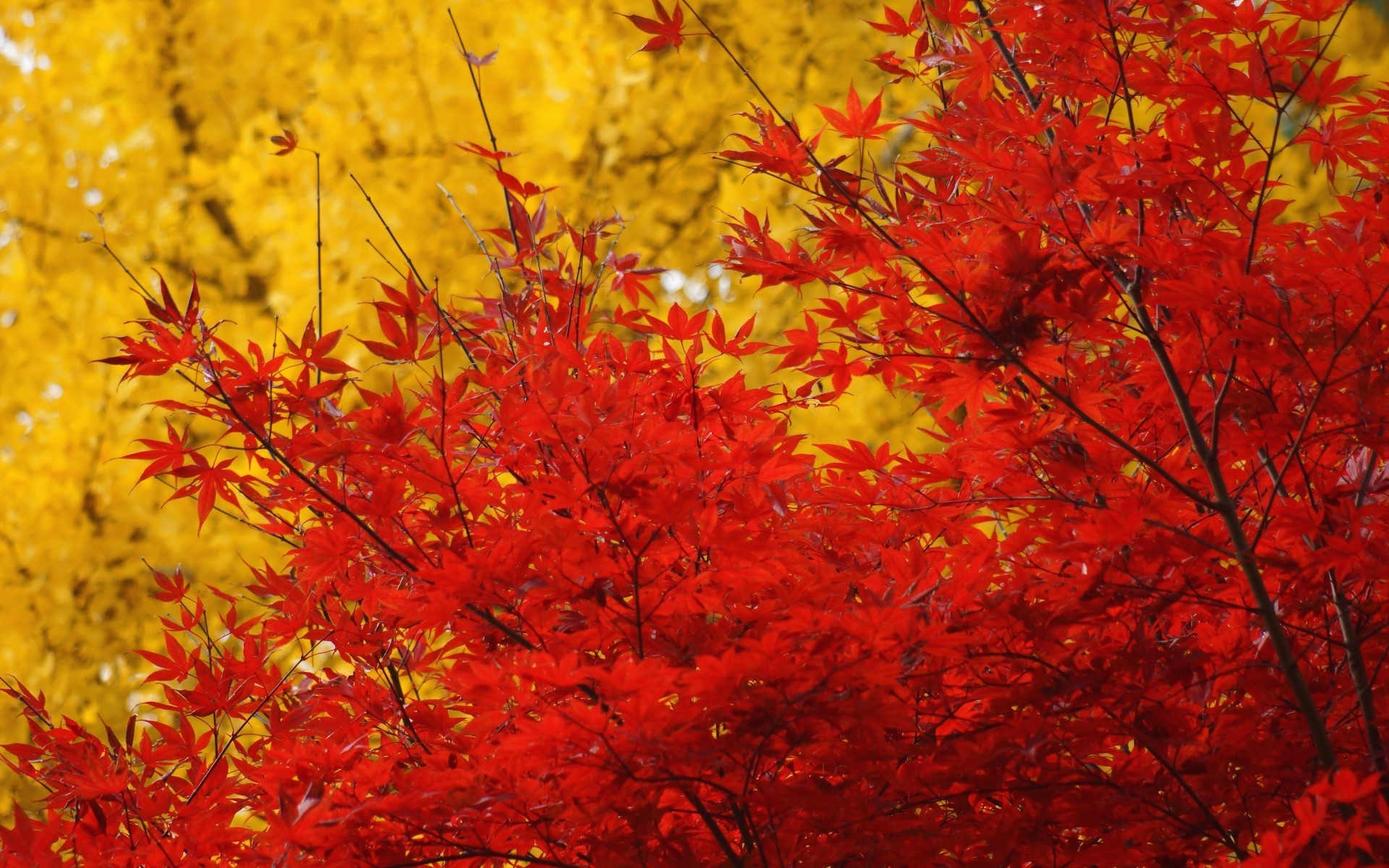 1920x1200 autumn trees crown leaves yellow red maple wallpaper | 