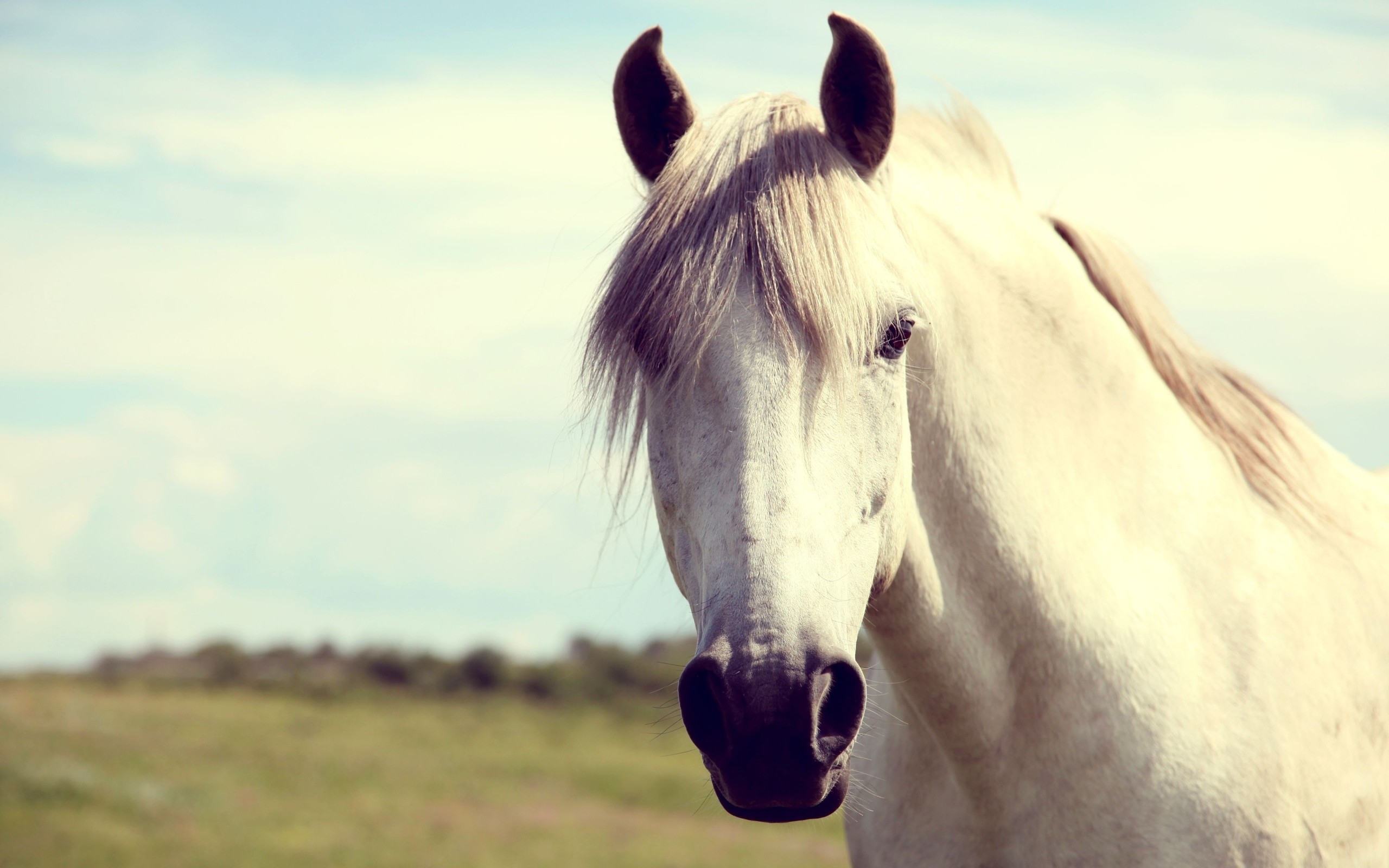 2560x1600  Wallpaper horse, white, head, mane