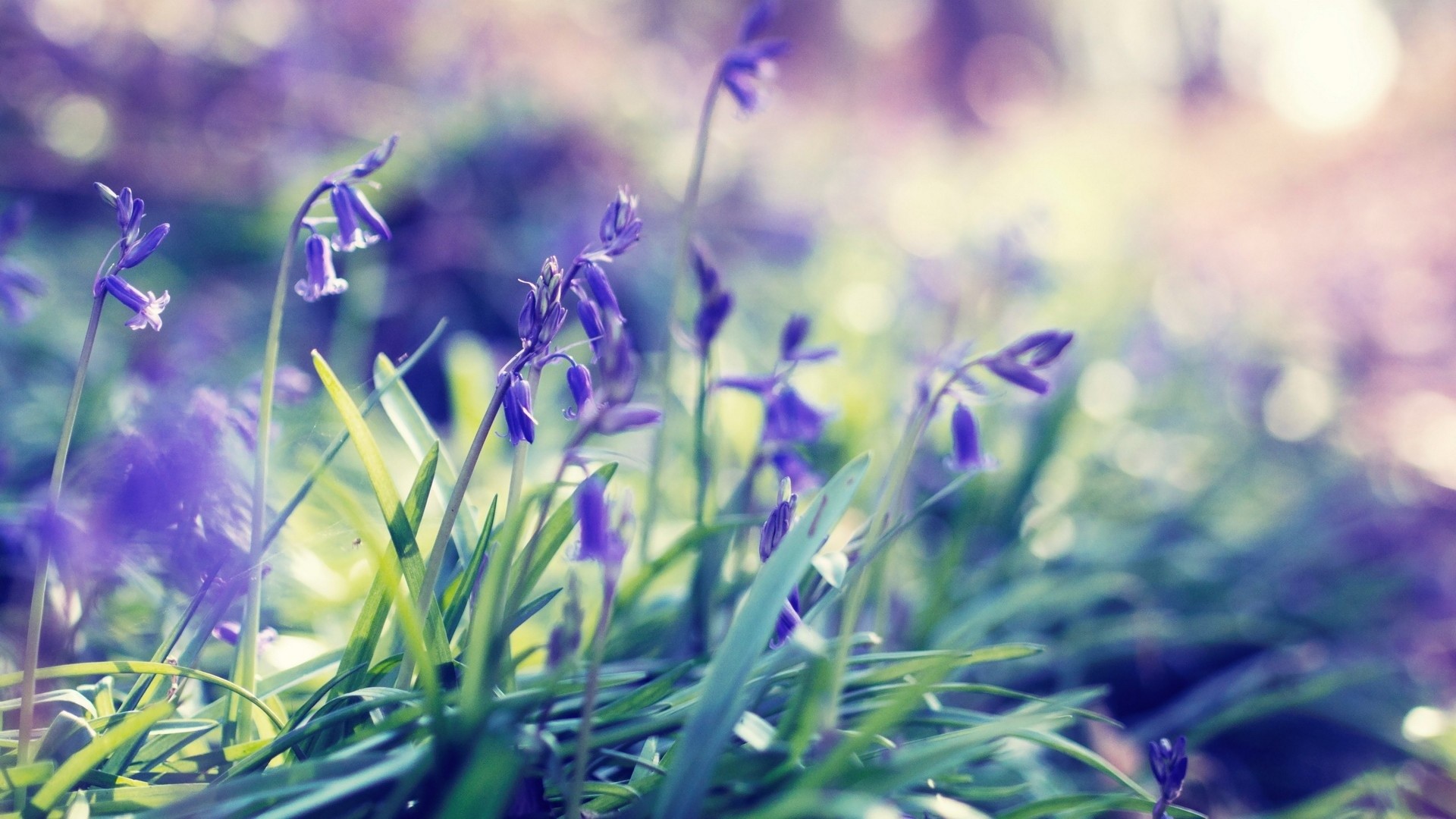1920x1080 ...  early spring flowers wallpaper
