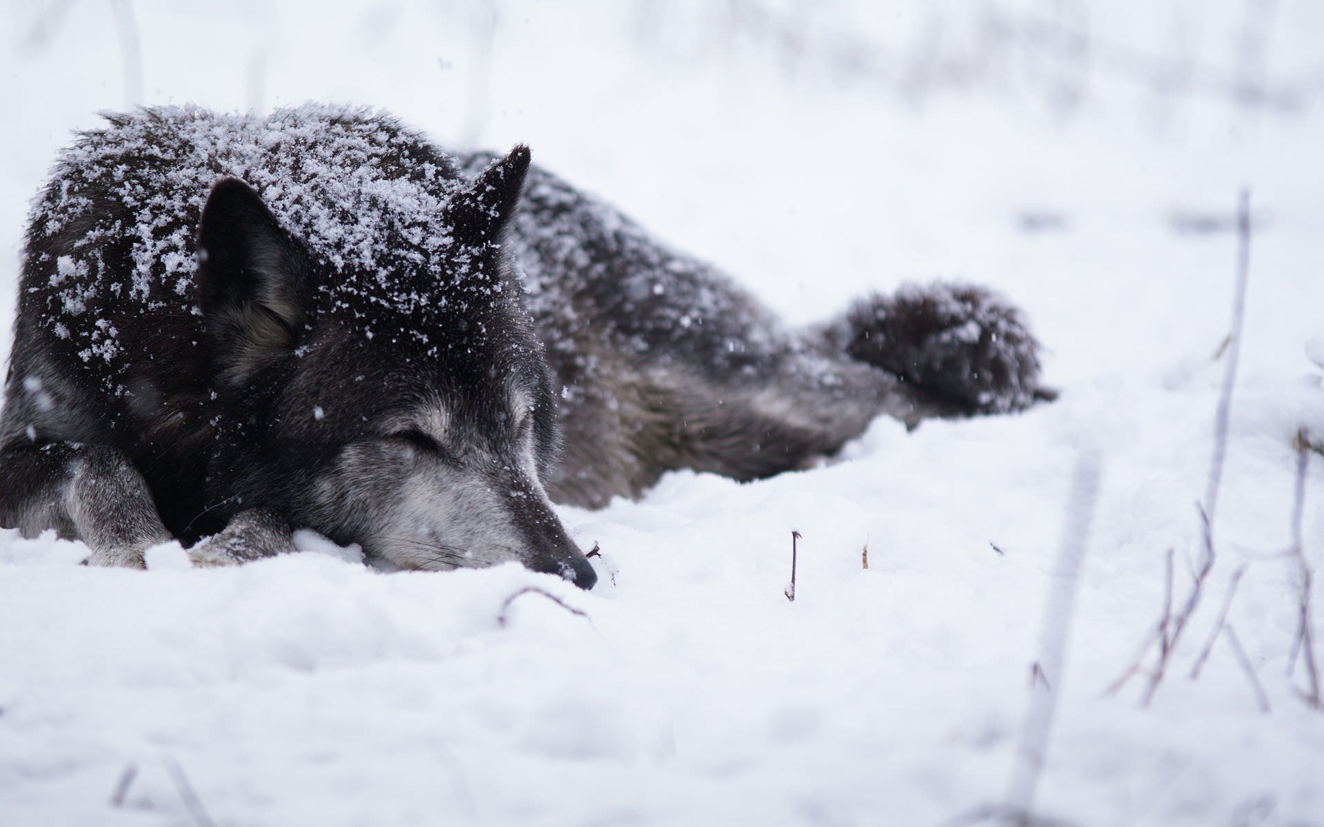 1920x1200 Black Wolf In Snow Wallpaper