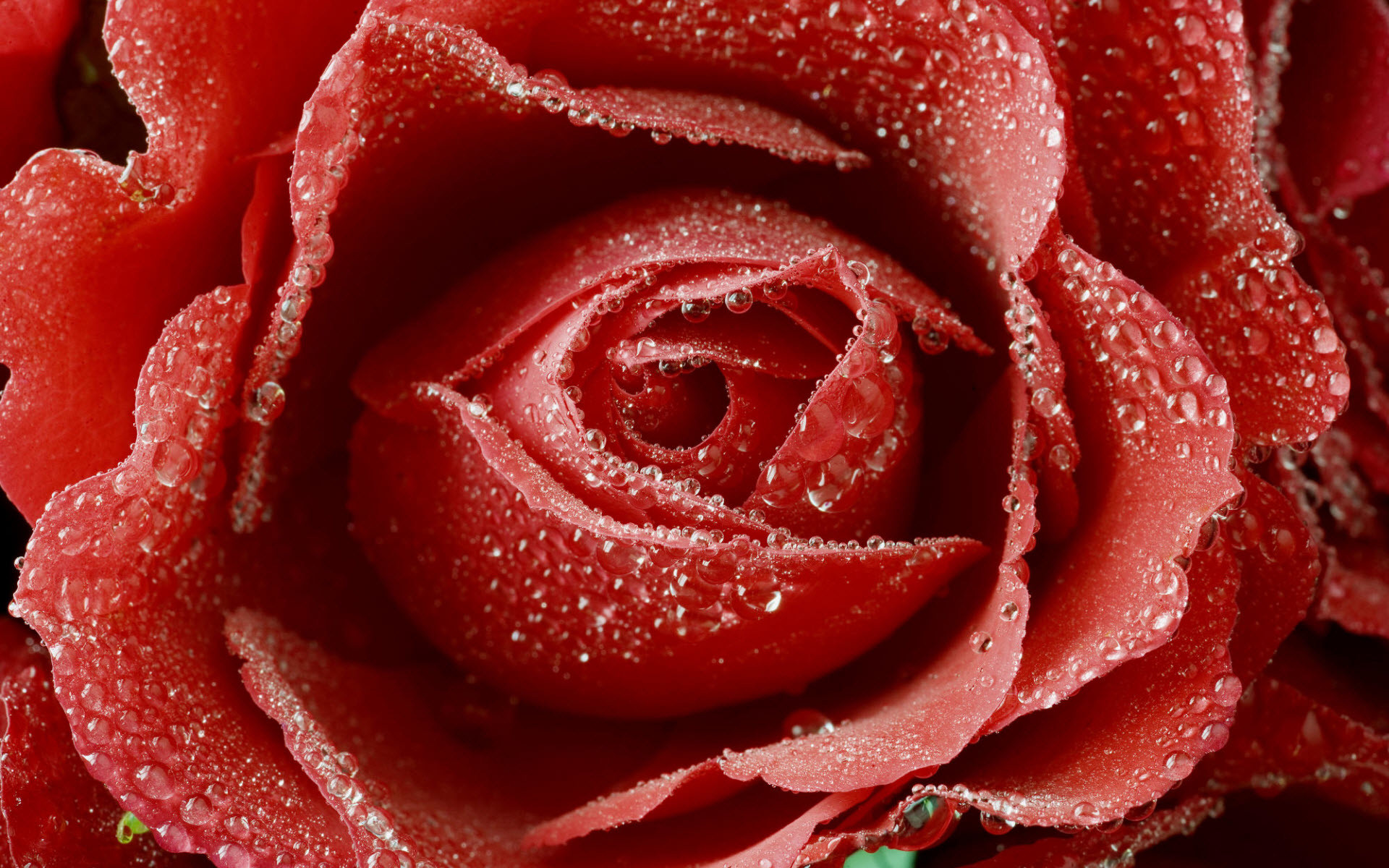 1920x1200 Dewy Red Rose