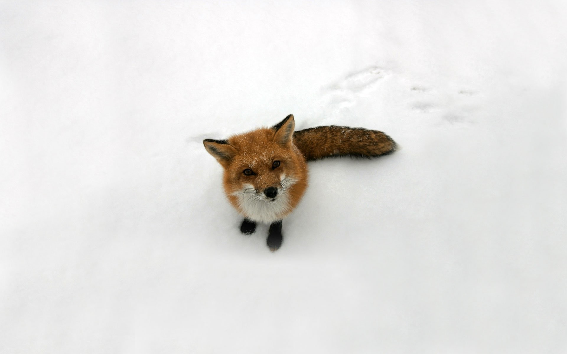 1920x1200 Fox Snow. SHARE. TAGS: Backgrounds Background Cute Winter