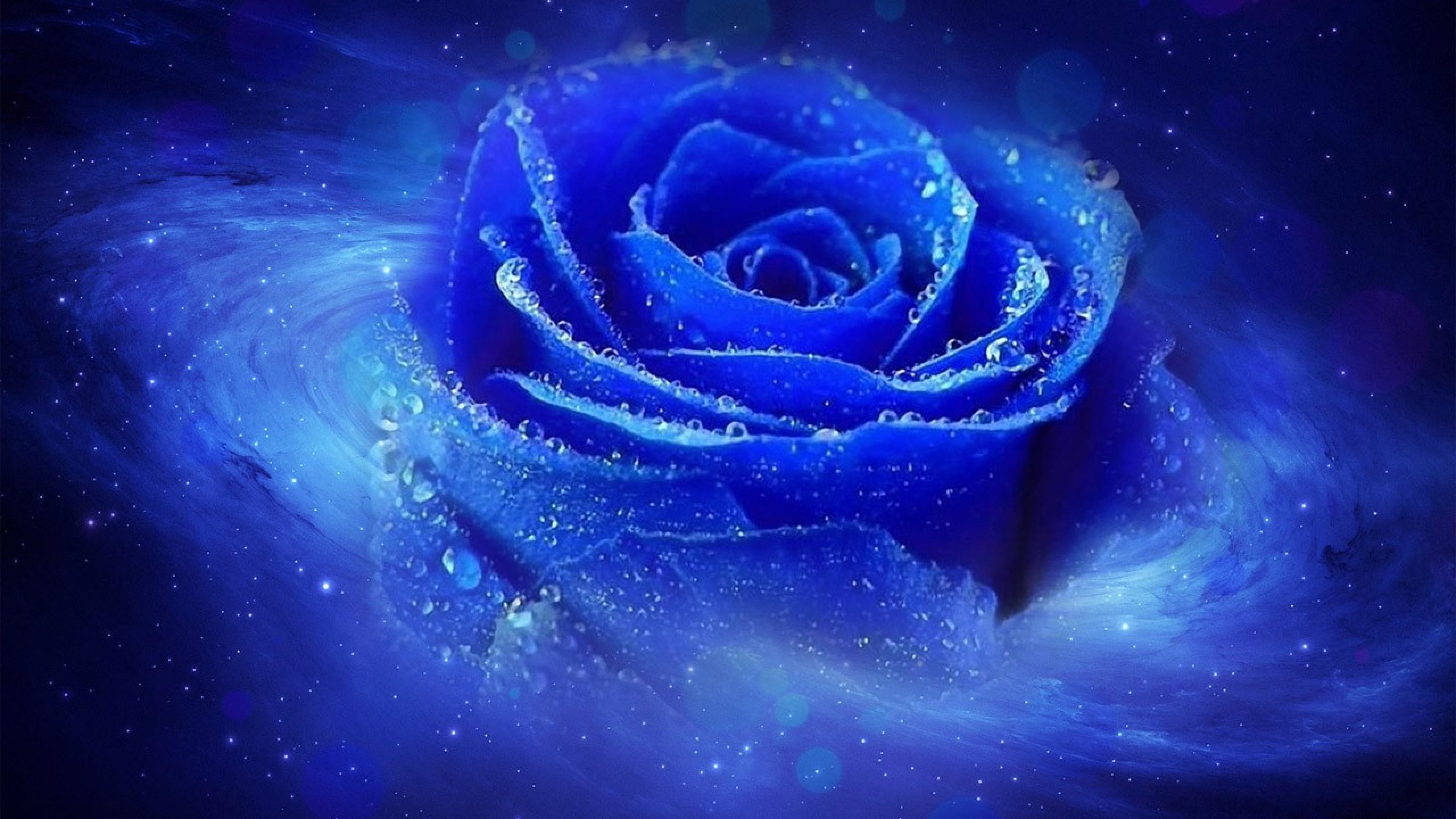 3840x2160  Cool blue dewy rose wallpaper