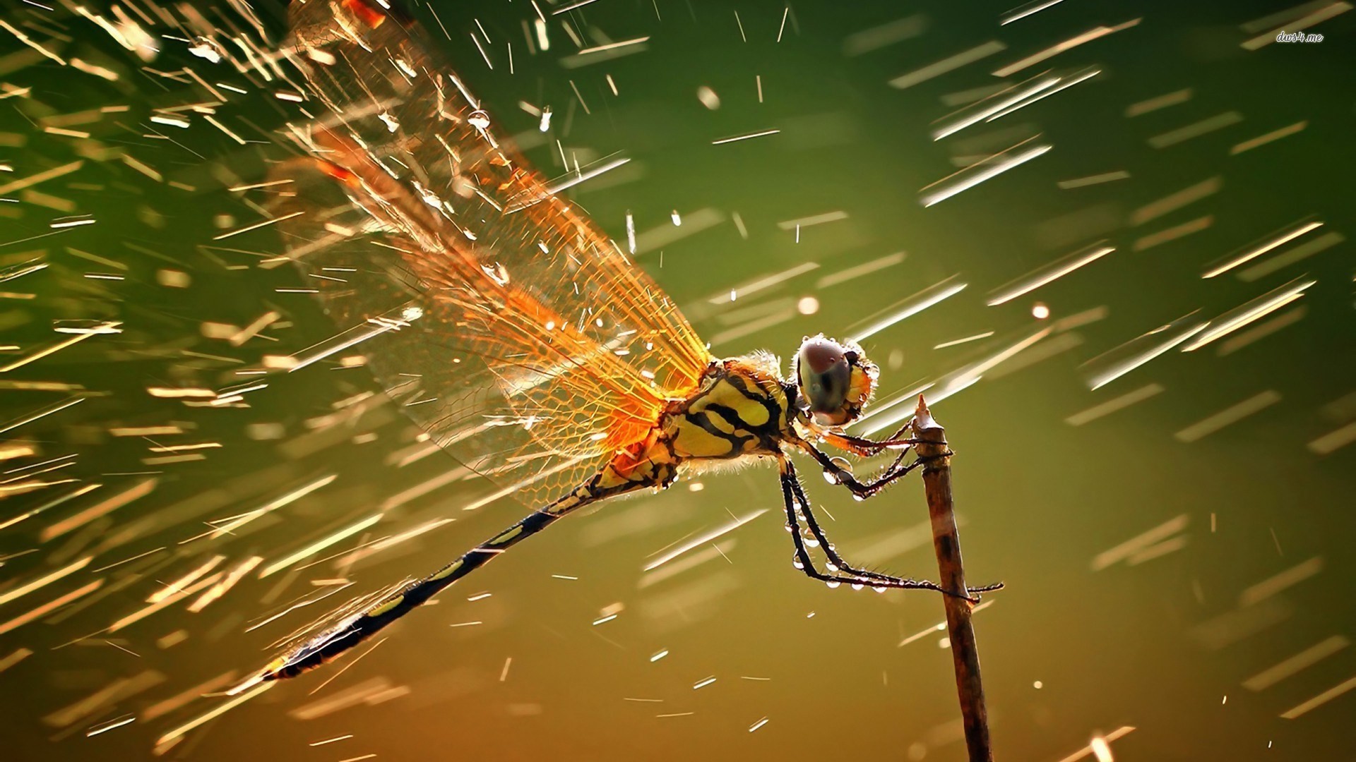 1920x1080  free screensaver wallpapers for dragonfly