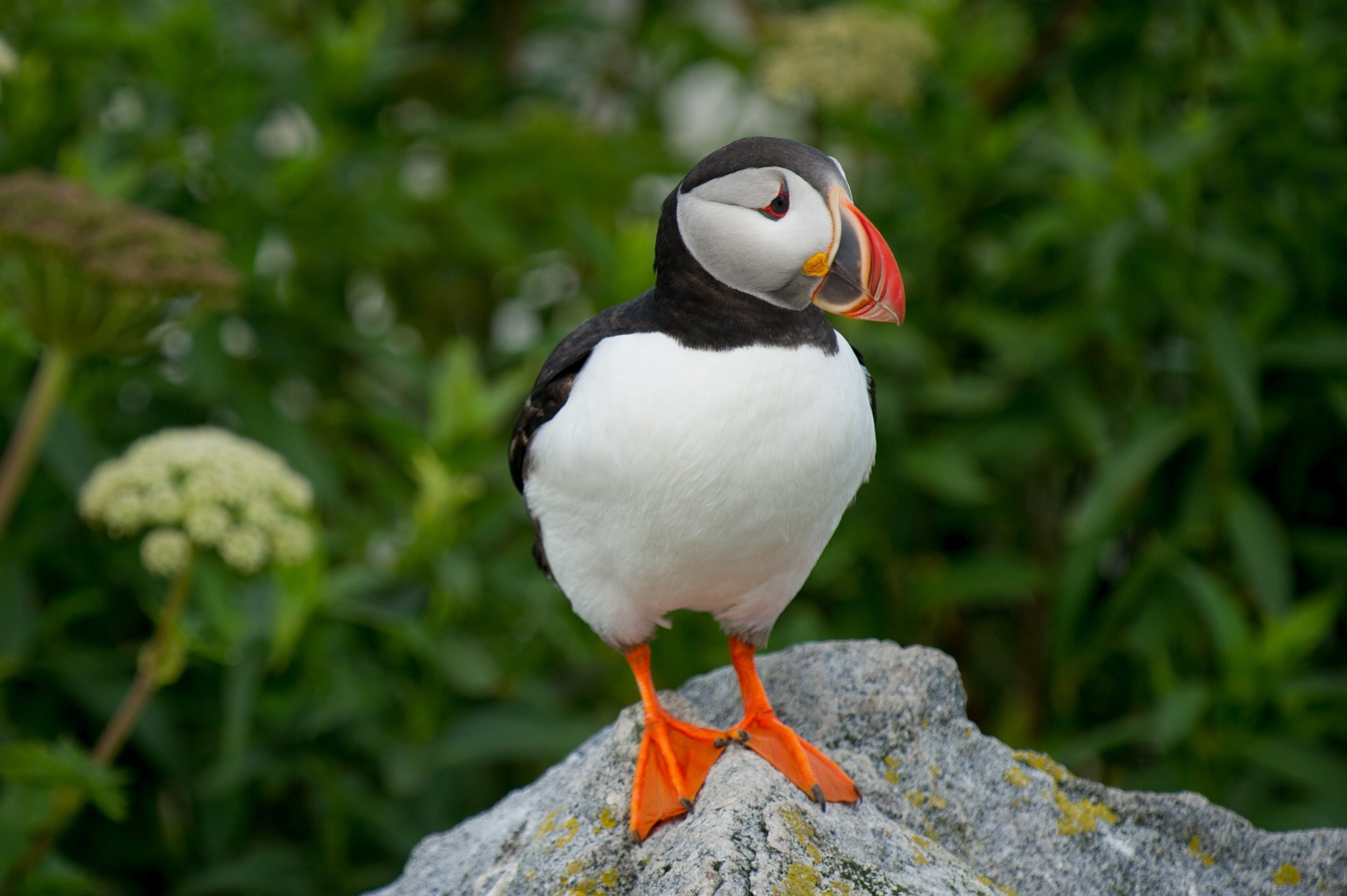 2840x1890 # puffin and green wallpaper and background #34971