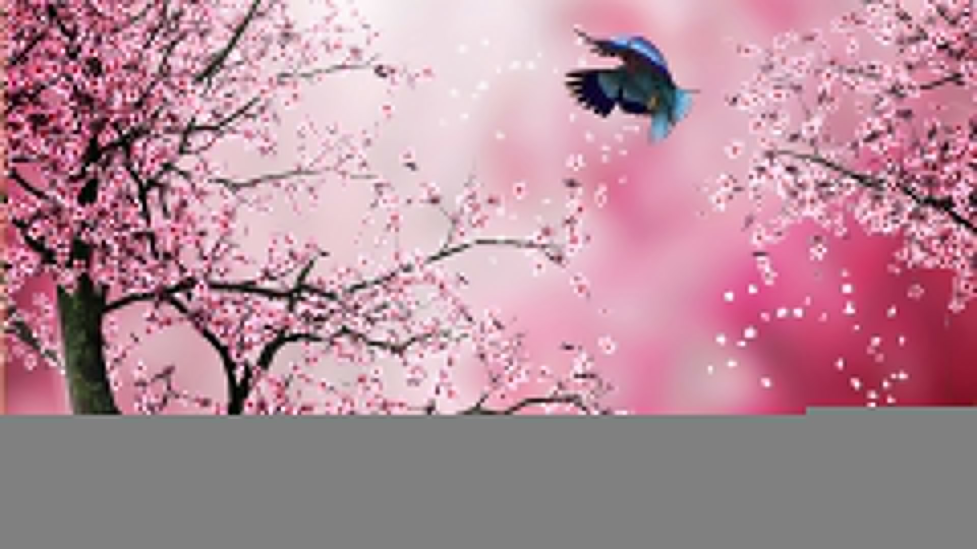 1920x1080 11673) Cherry Blossom Tree Desktop HD Wallpaper - WalOps.com