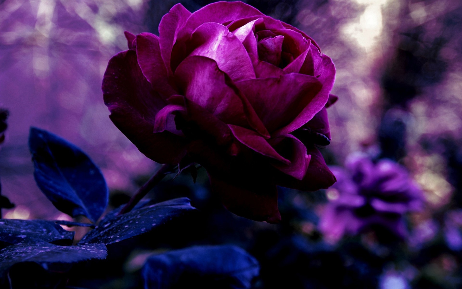 1920x1200 Purple rose wallpaper flag wallpapers hd wallpapers for free. Download