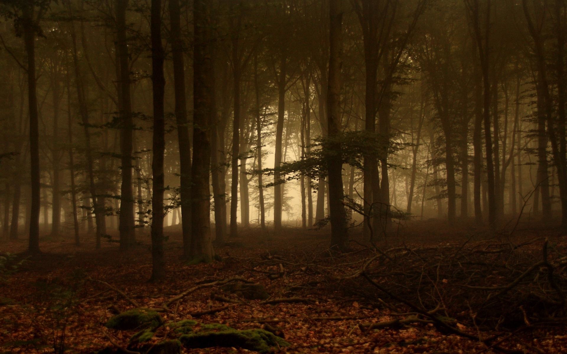 1920x1200 wallpaper.wiki-HD-Foggy-Forest-Backgrounds-Download-PIC-WPB004349