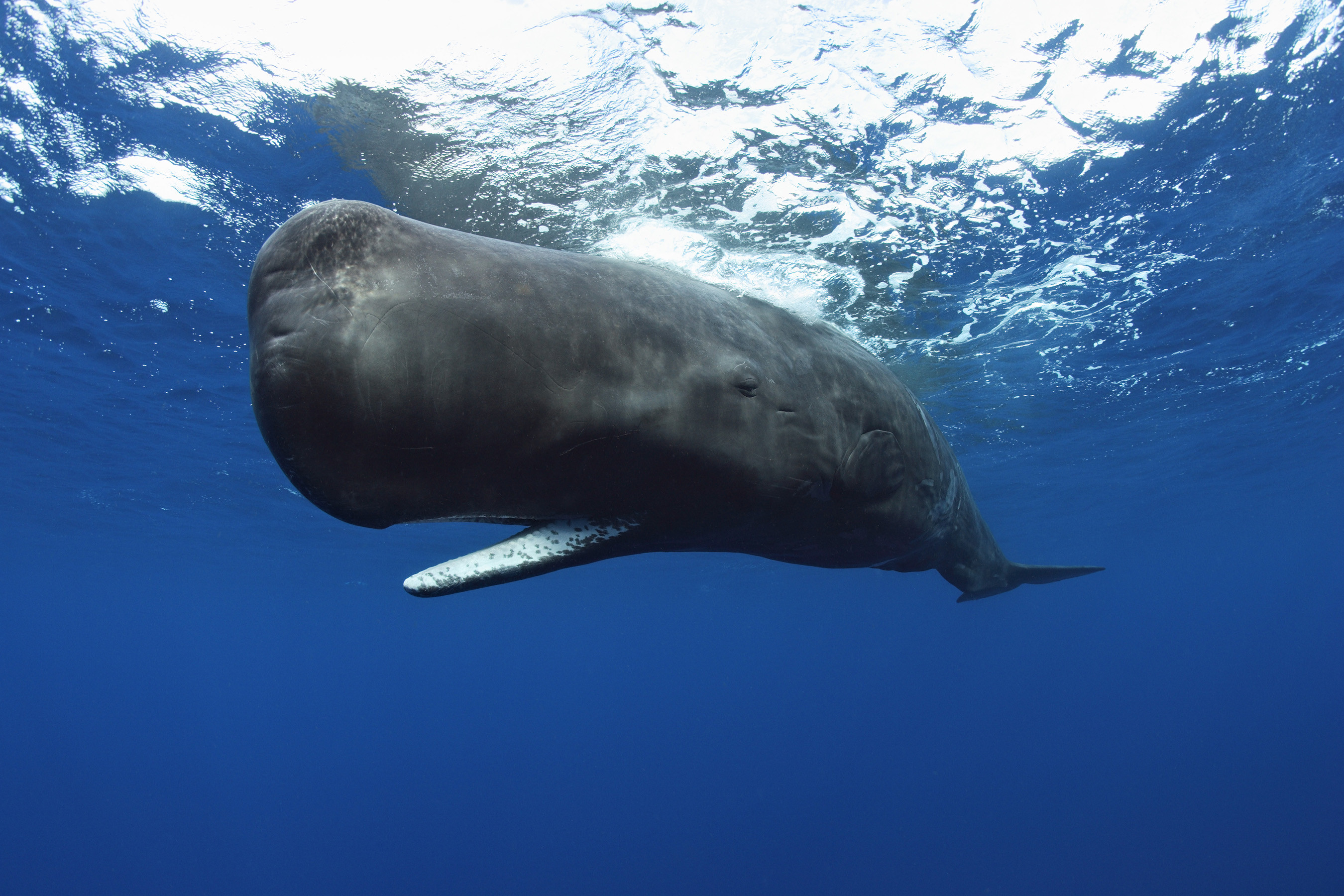 2700x1800 amazing-Whale-pictures-photos-images-underwater-pics-wallpaper-