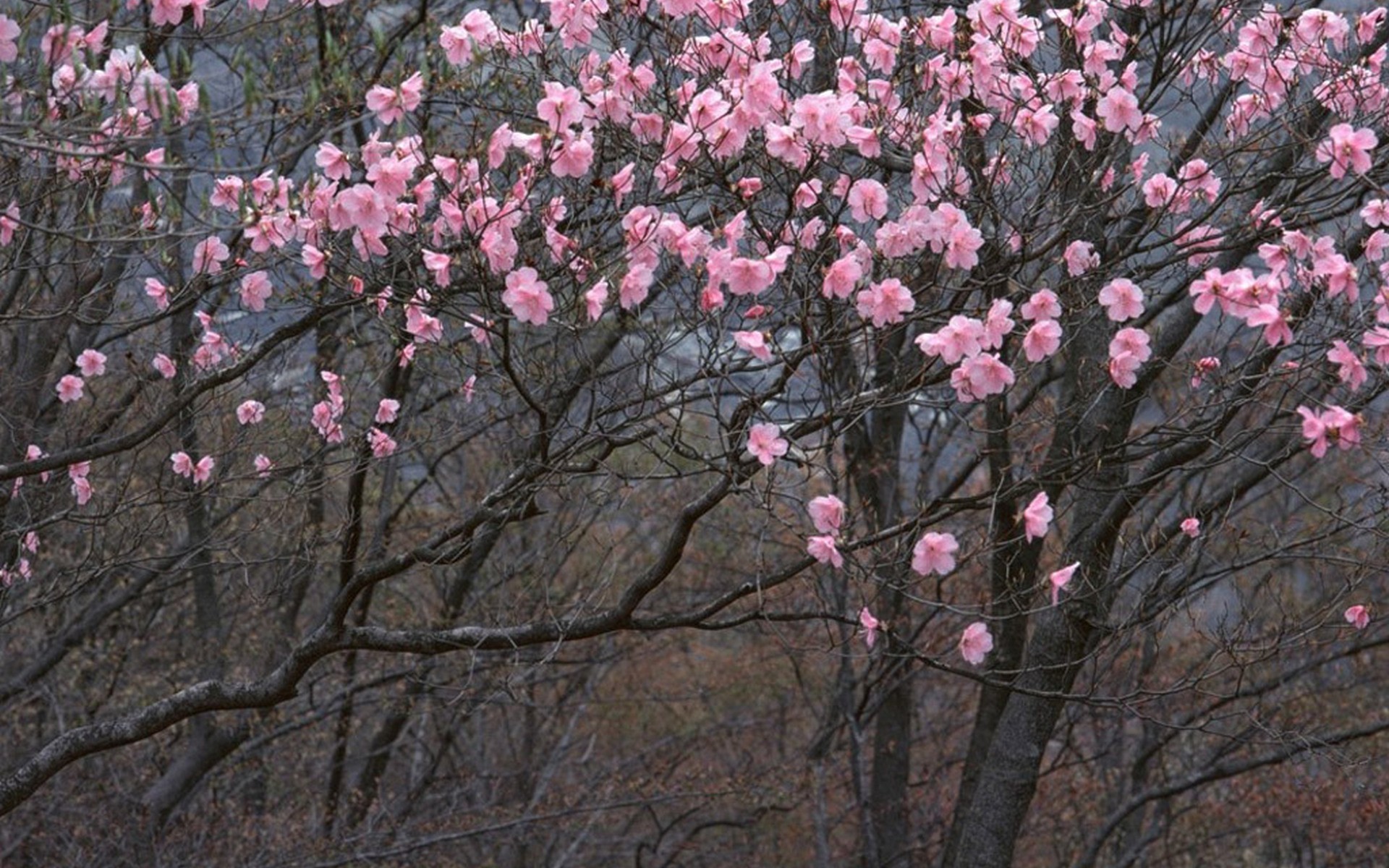 1920x1200 Japan cherry blossoms flowers flowered trees wallpaper