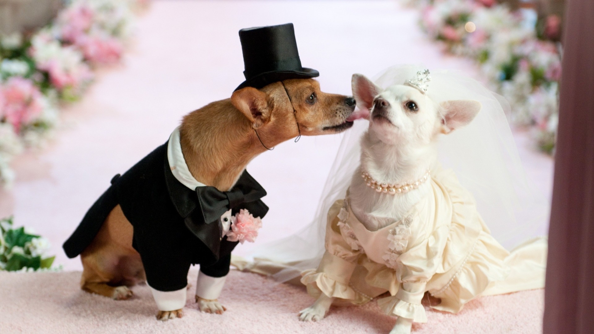 1920x1080  Wallpaper puppies, dogs, wedding, dress