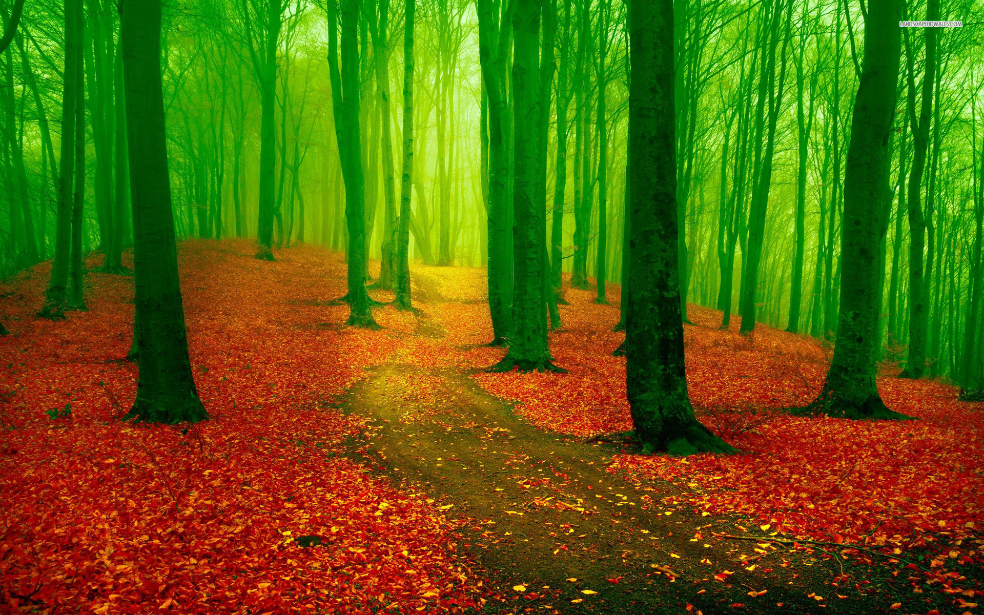 1920x1200 Red Leaf Carpet Green Forest wallpapers and stock photos