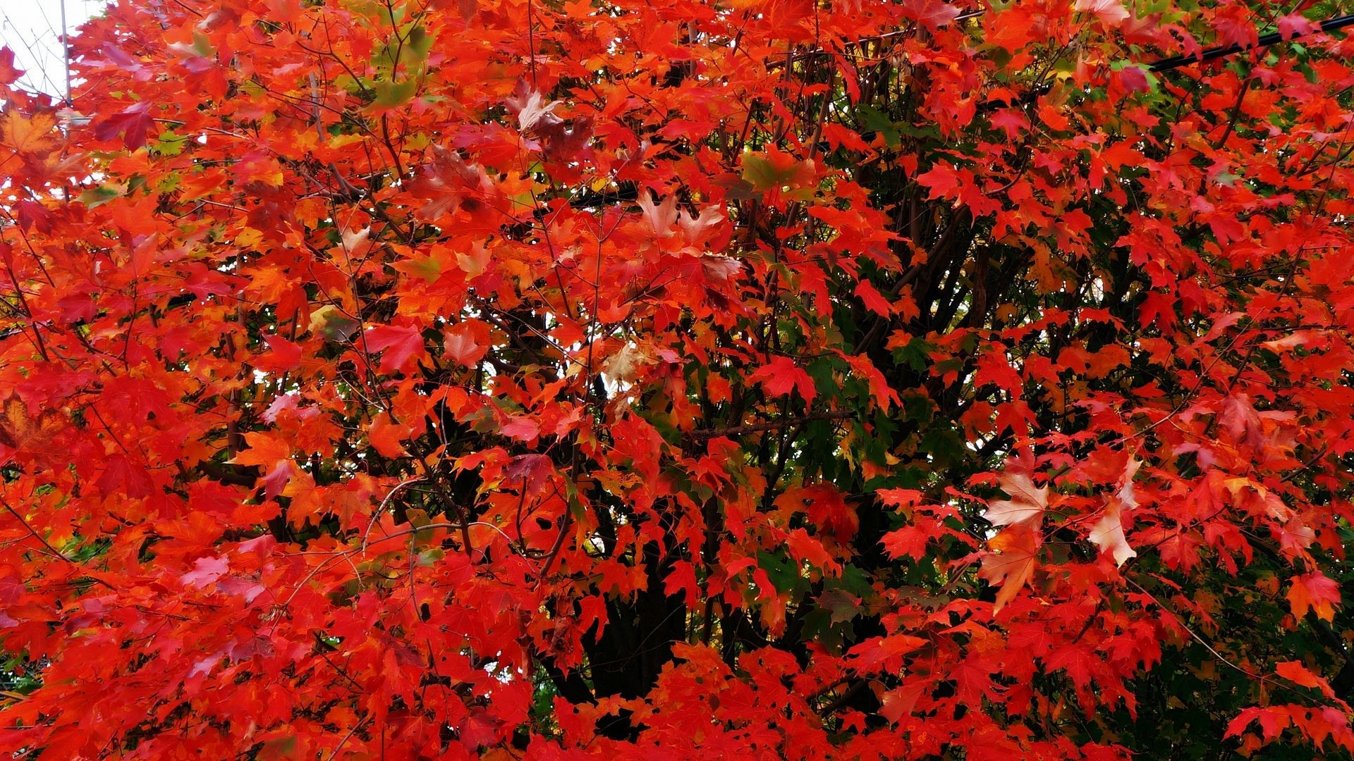 1920x1080 Fall Tag - Trees Colors Fall Autumn Nature Photos Desktop Wallpaper for HD  16:9
