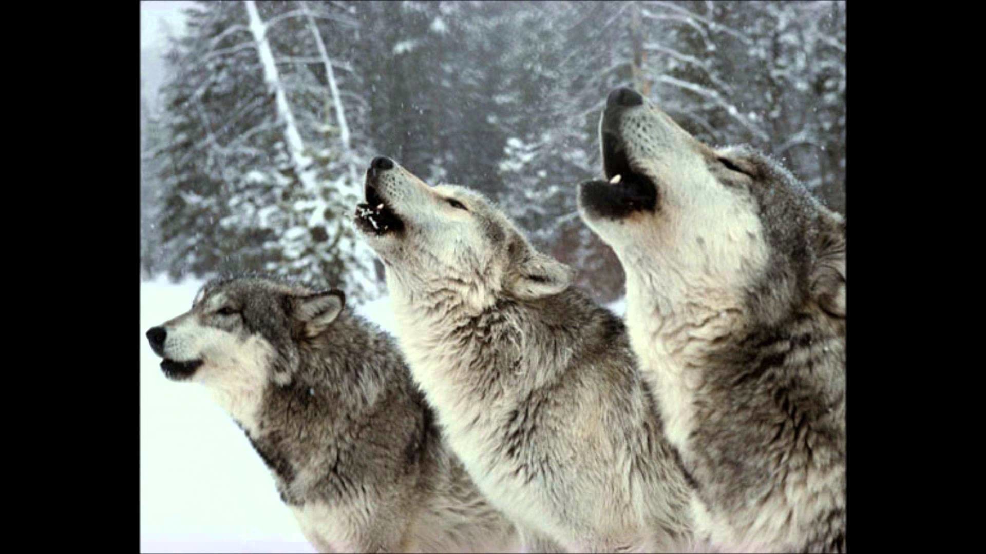 1920x1080 Wolf Howling At The Moon Pictures Images Photos Photobucket
