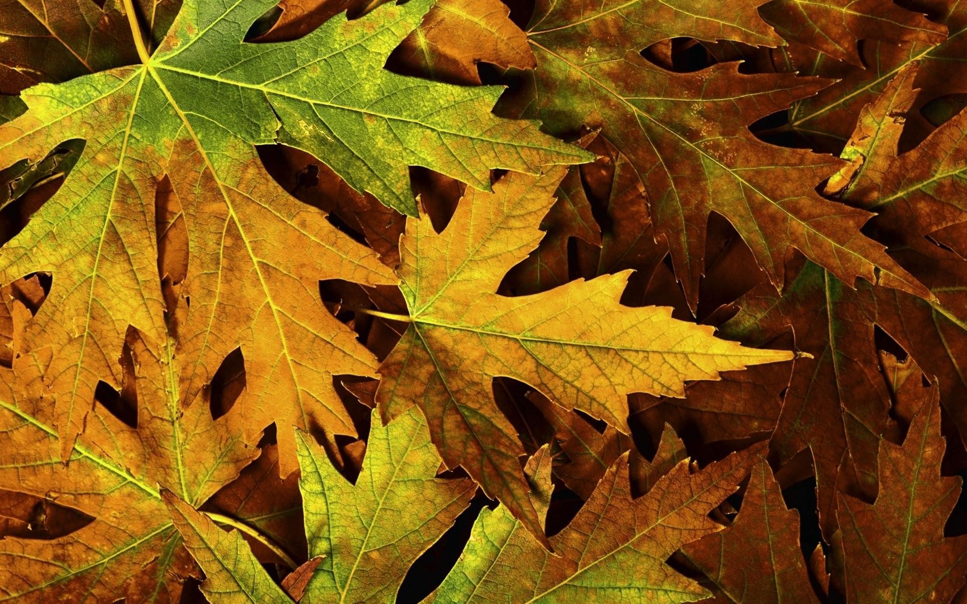 1920x1200 Fallen Autumn Leaves Desktop Wallpaper Background Desktop Wallpaper .
