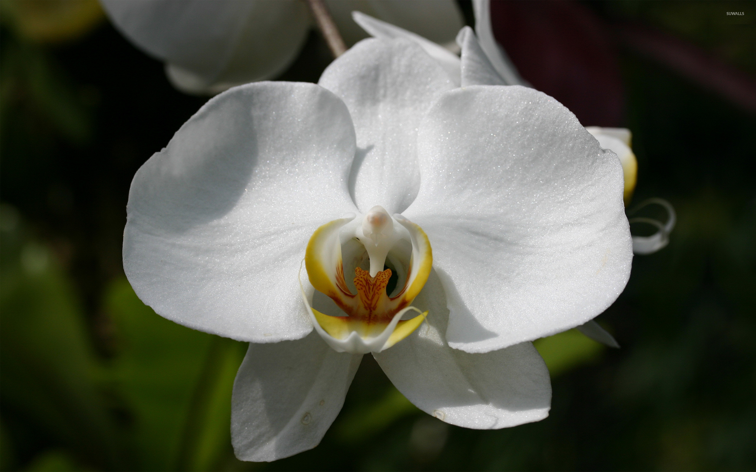 2560x1600 White orchid [3] wallpaper