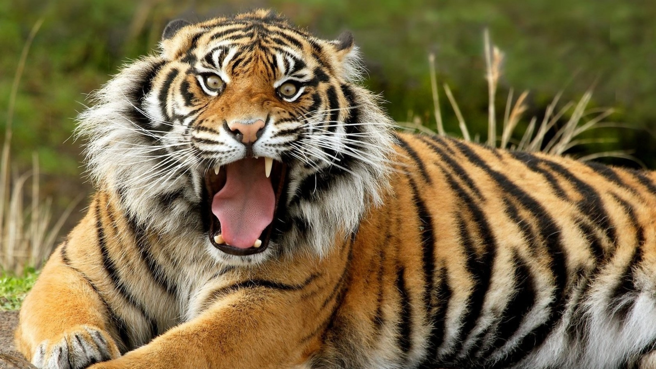 2560x1440  Wallpaper tiger, face, teeth, anger