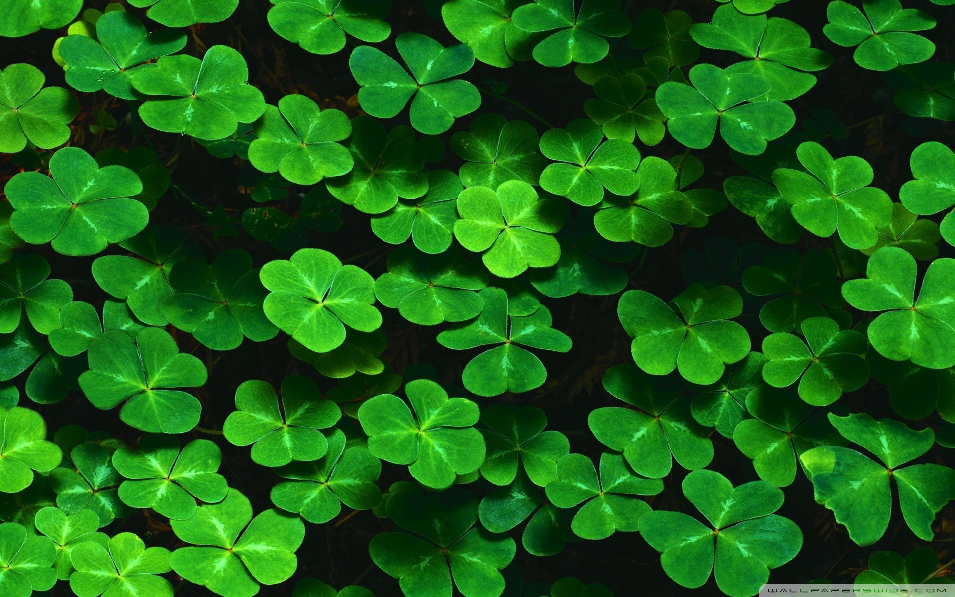1920x1200  St. Patricks Day wallpapers HD