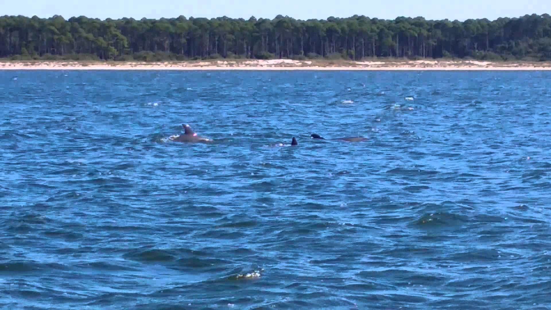 1920x1080 Dolphins at Crooked Island Mexico Beach FL