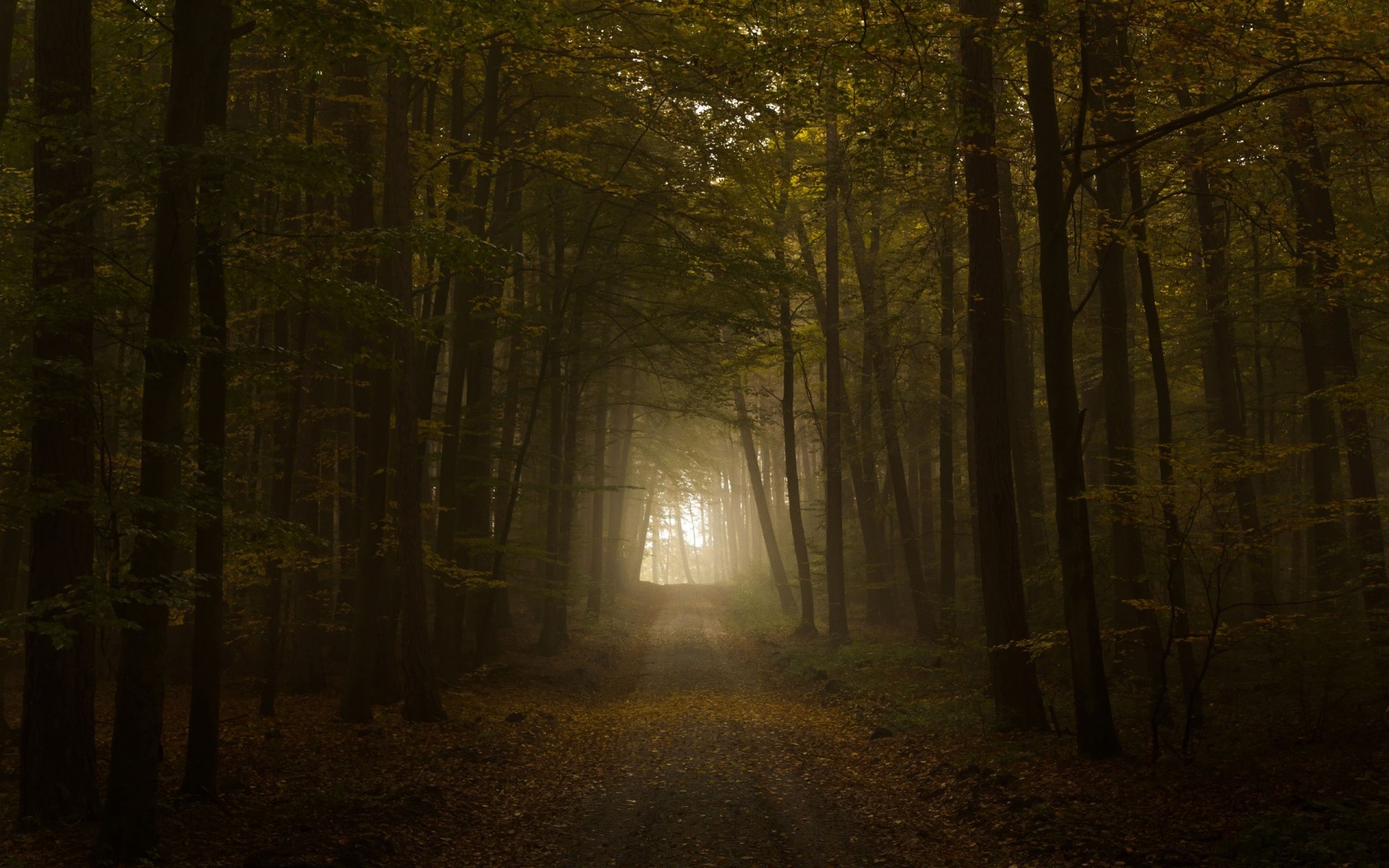 1920x1200 Creepy Forest Spooky Dream - HD Wallpapers Widescreen - 