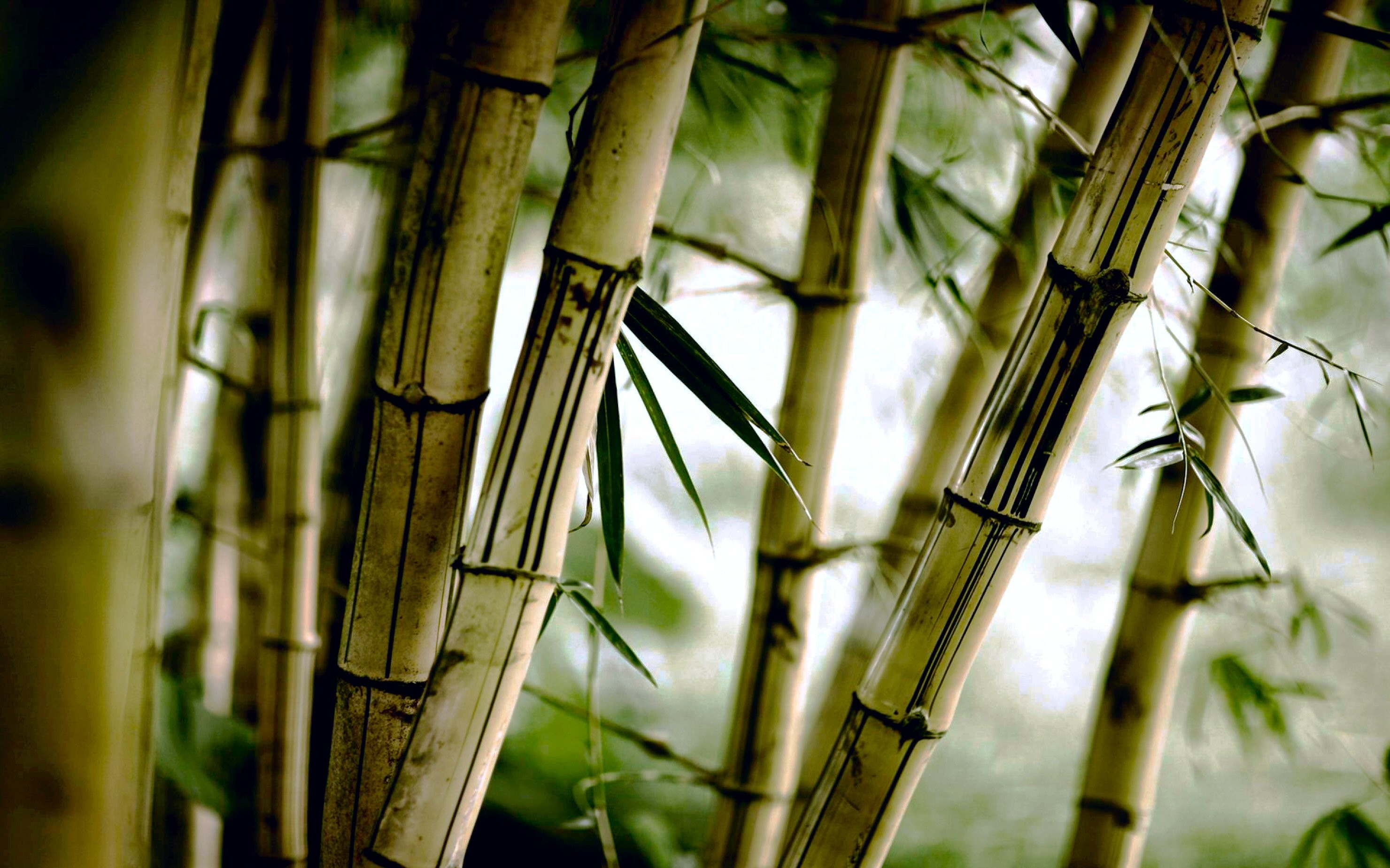 2960x1850 Desktop-Download-Bamboo-Backgrounds