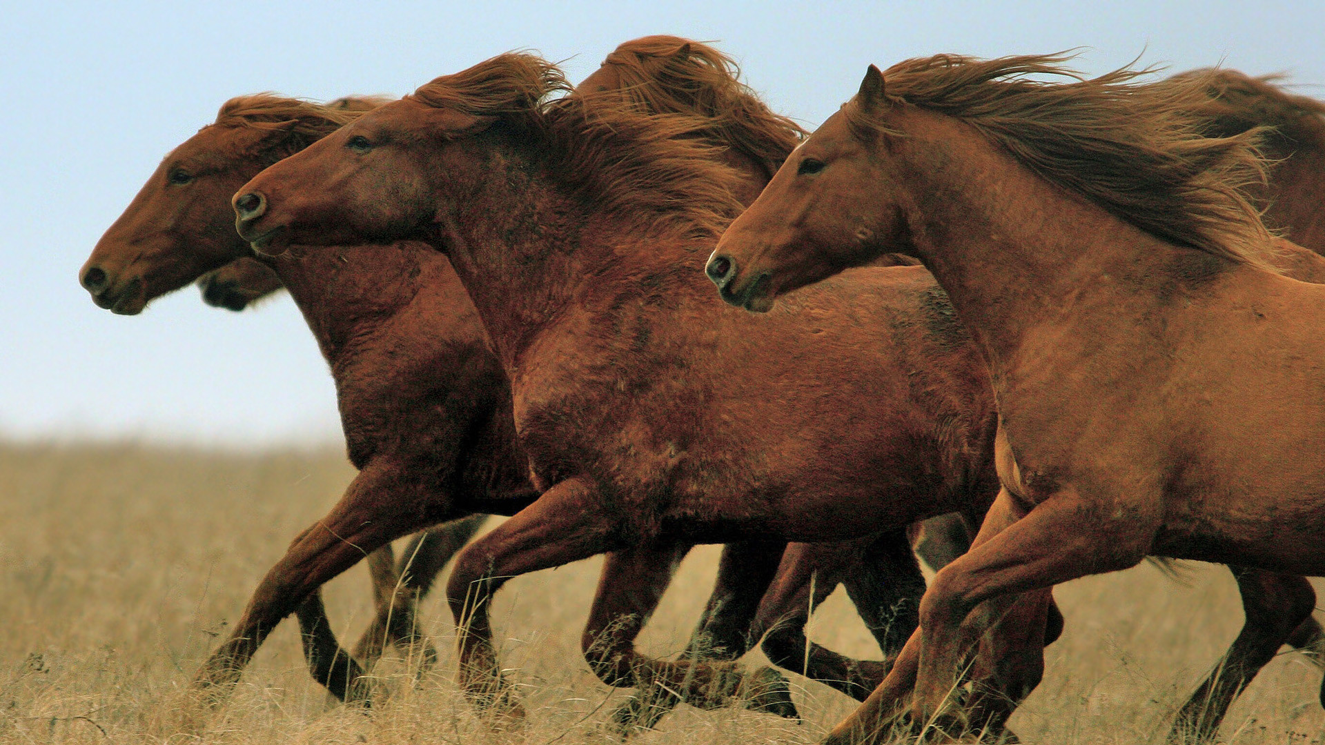 Wild Horse Photo 163 545 Wild Horse Stock Photos FZPY