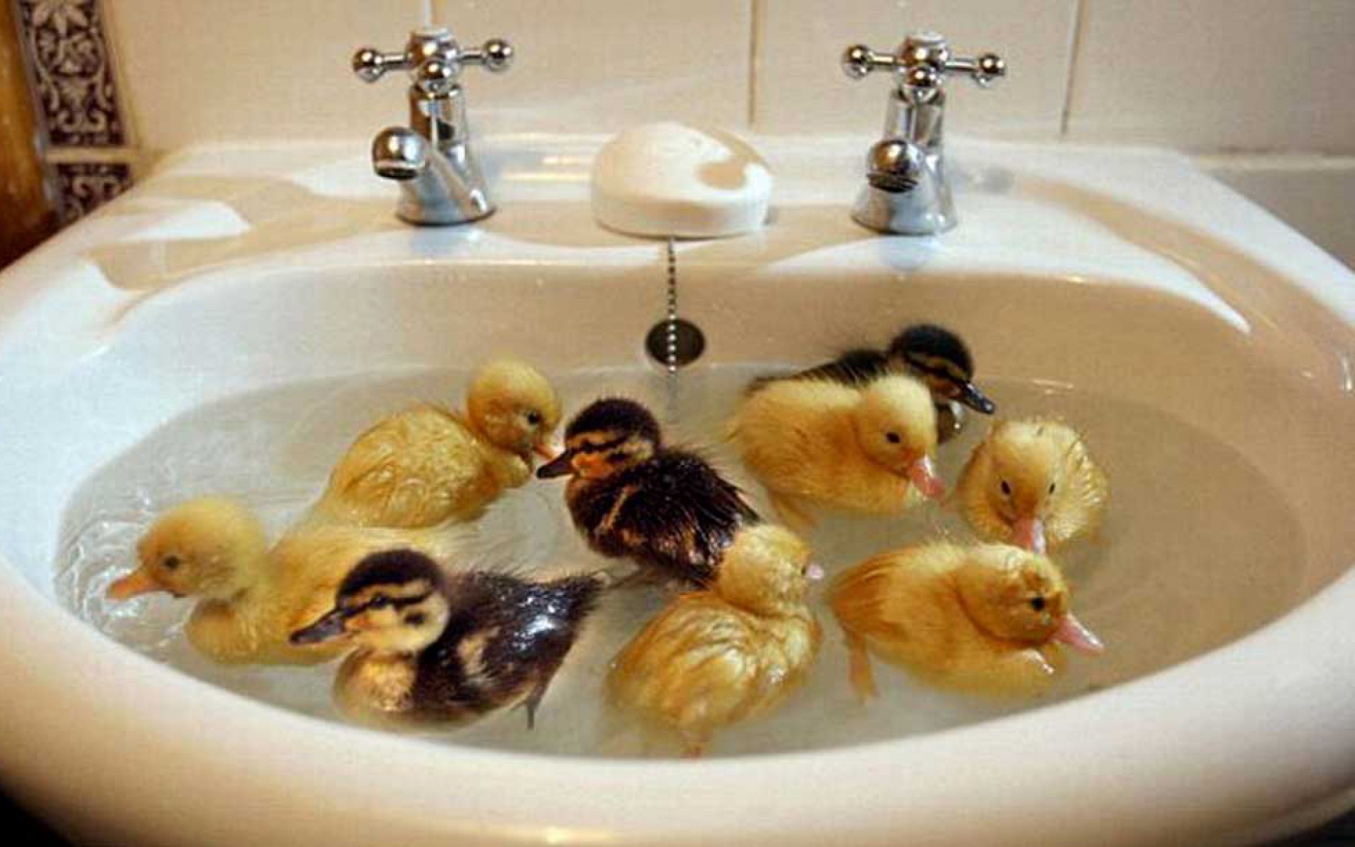 1920x1200 Ducks Bath Day wallpapers and stock photos