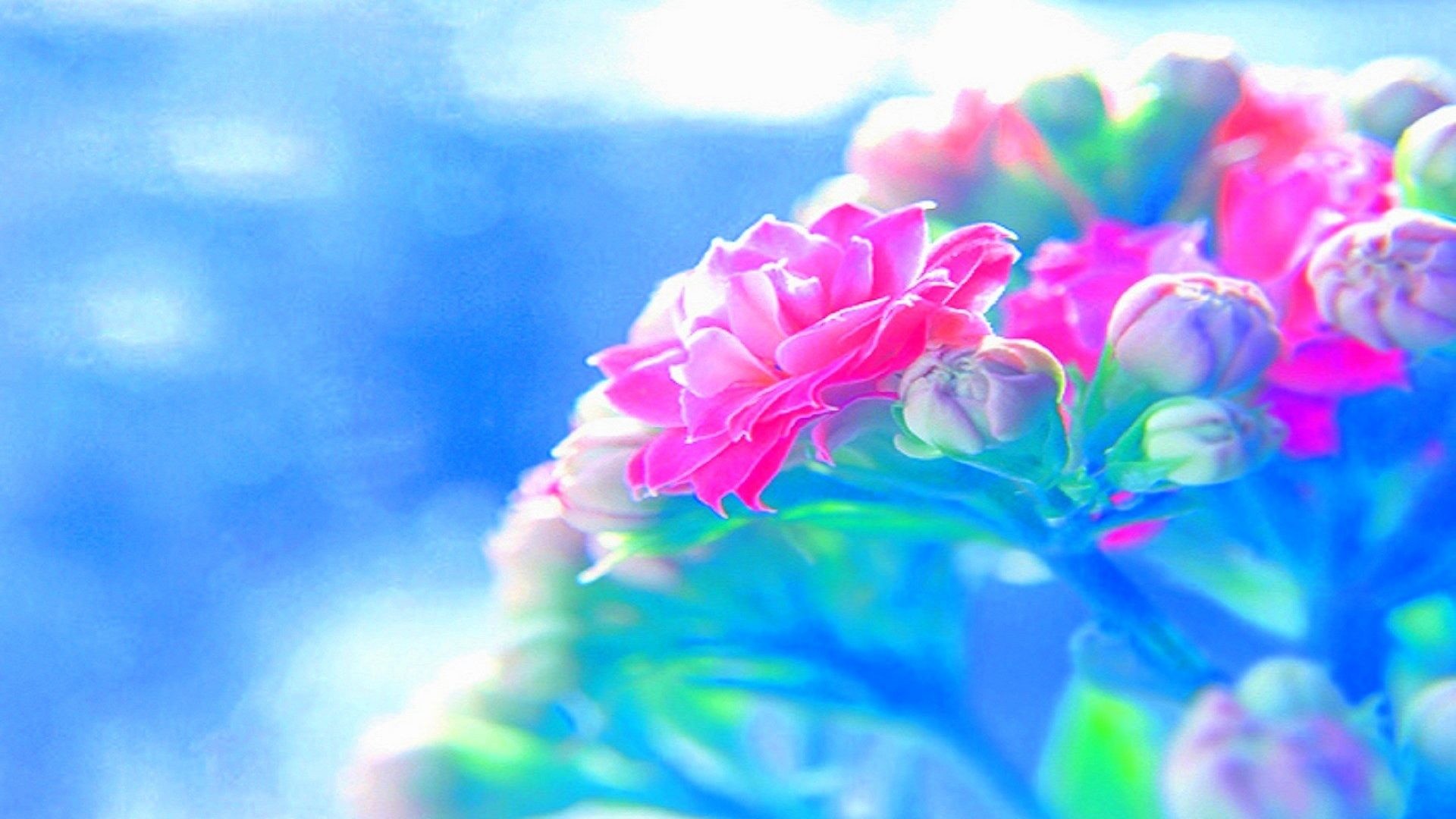 1920x1080 #DDAADD Color - Seasons Valentines Four Softness Roses Nature Day Lovely  Colors Flowers Beloved Photography