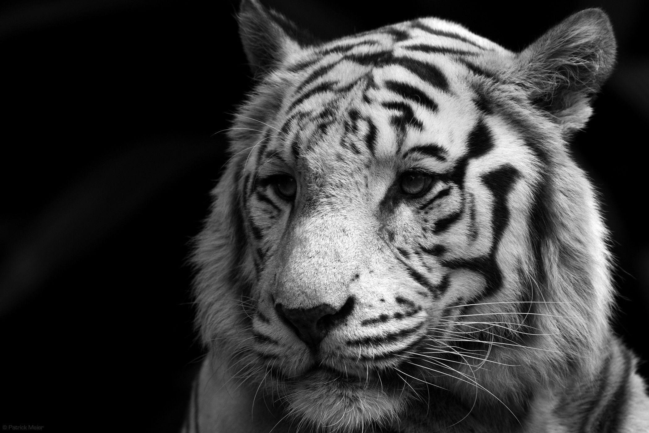 2100x1400 White Bengal Tiger Wallpaper 34482 Wallpapers HD | colourinwallpaper.
